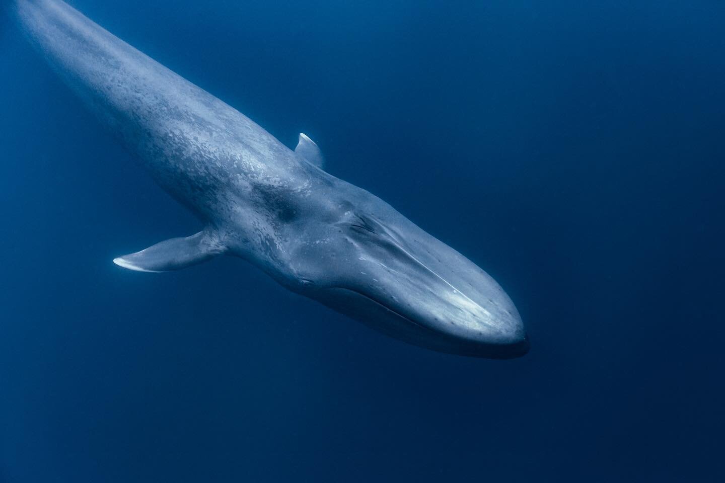 In the big blue with a big blue 💙

This is a true blue whale &mdash; not the smaller pygmy blues you get in Sri Lanka. It passed close by to check us out, heading towards our boat before disappearing into the deep. That&rsquo;s the beauty of pelagic