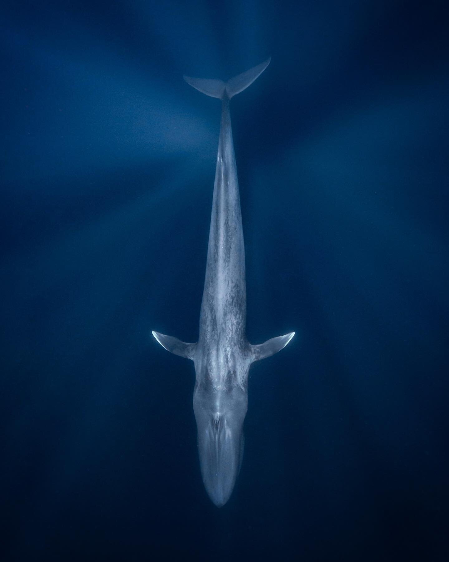 Swam with a blue whale. Life complete.

Currently on the annual #marlinrun expedition with @nomad_diving. More soon &mdash; once I&rsquo;ve had a chance to catch my breath and process the feelings (and photos) 🥲