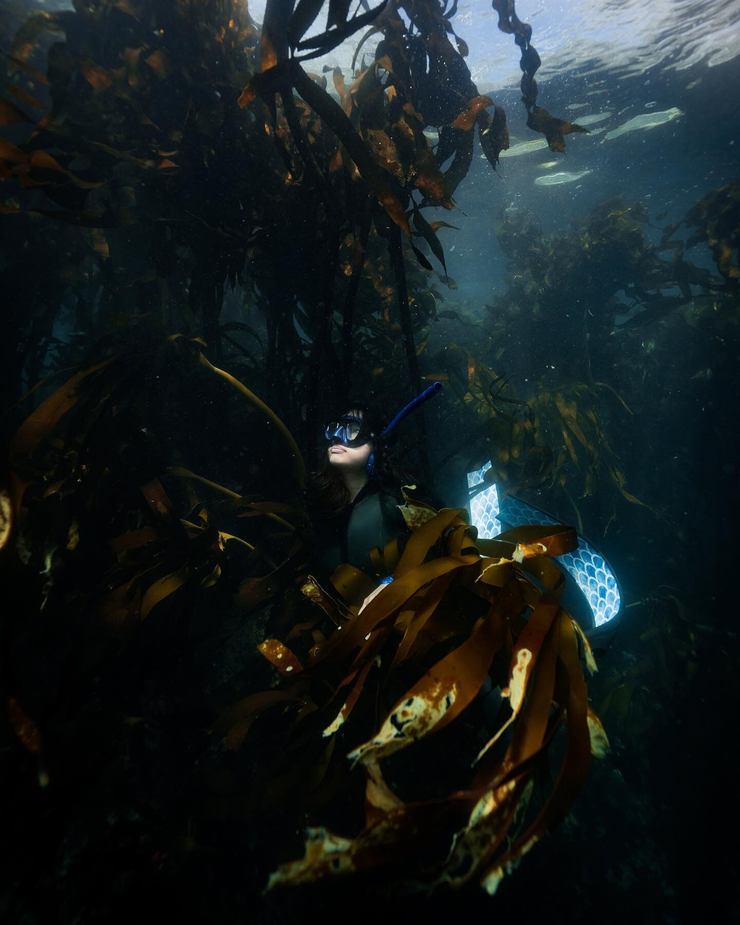 The first time I dived in a kelp forest, I was terrified &mdash; what unknown creatures lay in these murky underwater woods? 

Years later, I feel at peace here. The kelp is a safety net from surge, swell, and larger animals; a calm home amidst the c