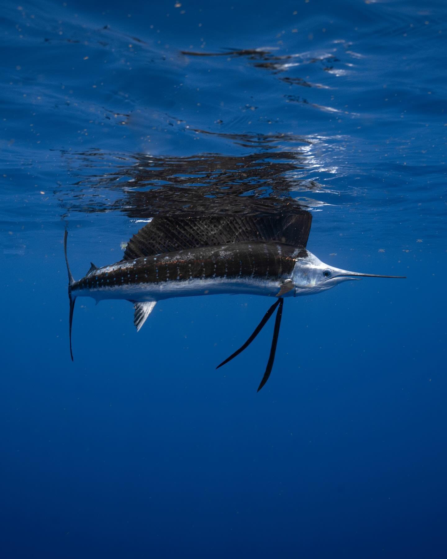 Surprise encounters: a sailfish off the coast of Dominica. Whip fast and majestically photogenic, this one showed up out of nowhere, its fin slicing through the surface like a fan. Even our captain was shocked by its proximity. It seemed a little spo