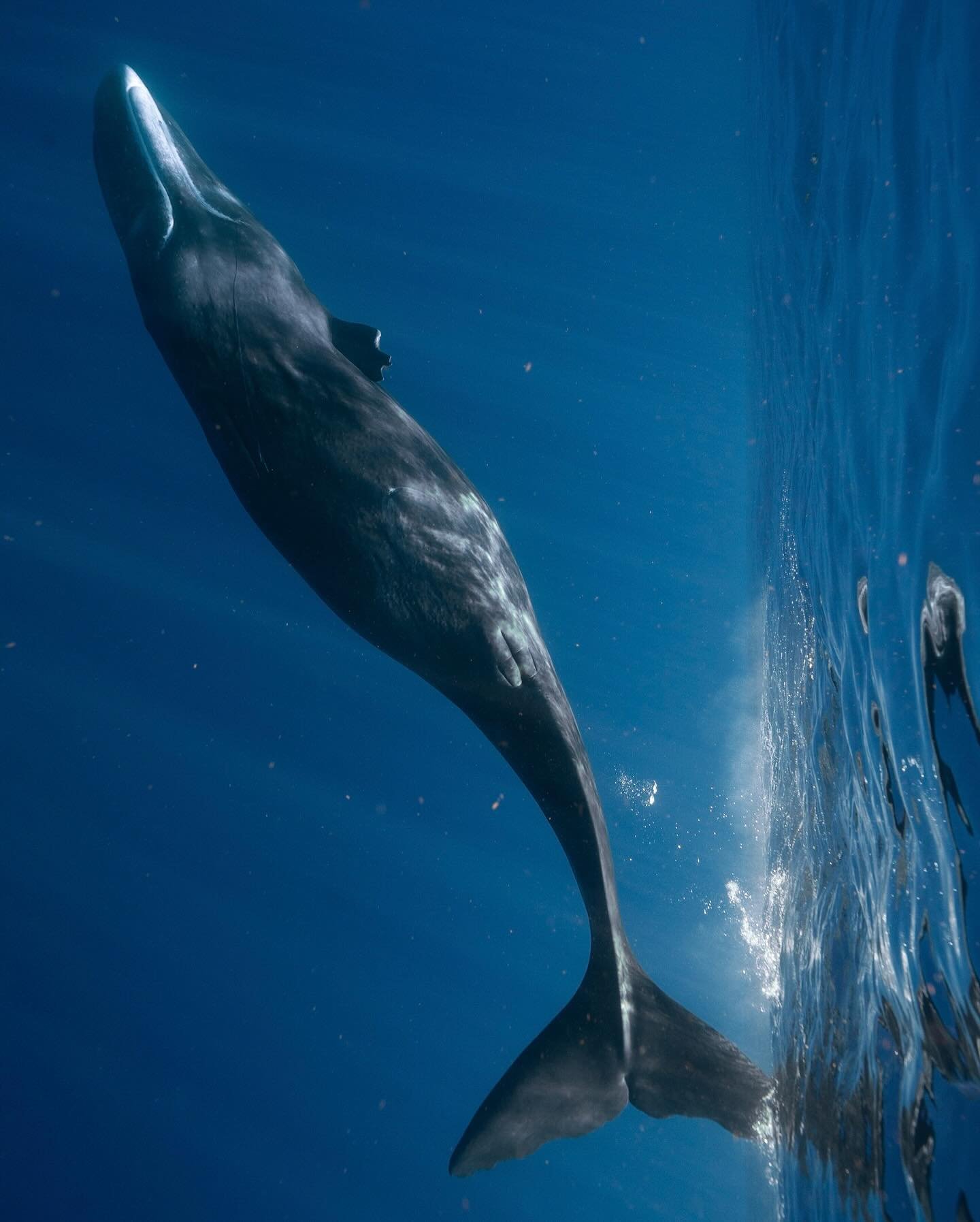 WORLD&rsquo;S FIRST SPERM WHALE RESERVE: In a historic move, the island nation of Dominica recently created a marine protected area to ensure the protection of the sperm whale population in its waters. The move is incredibly exciting&mdash;and a symb