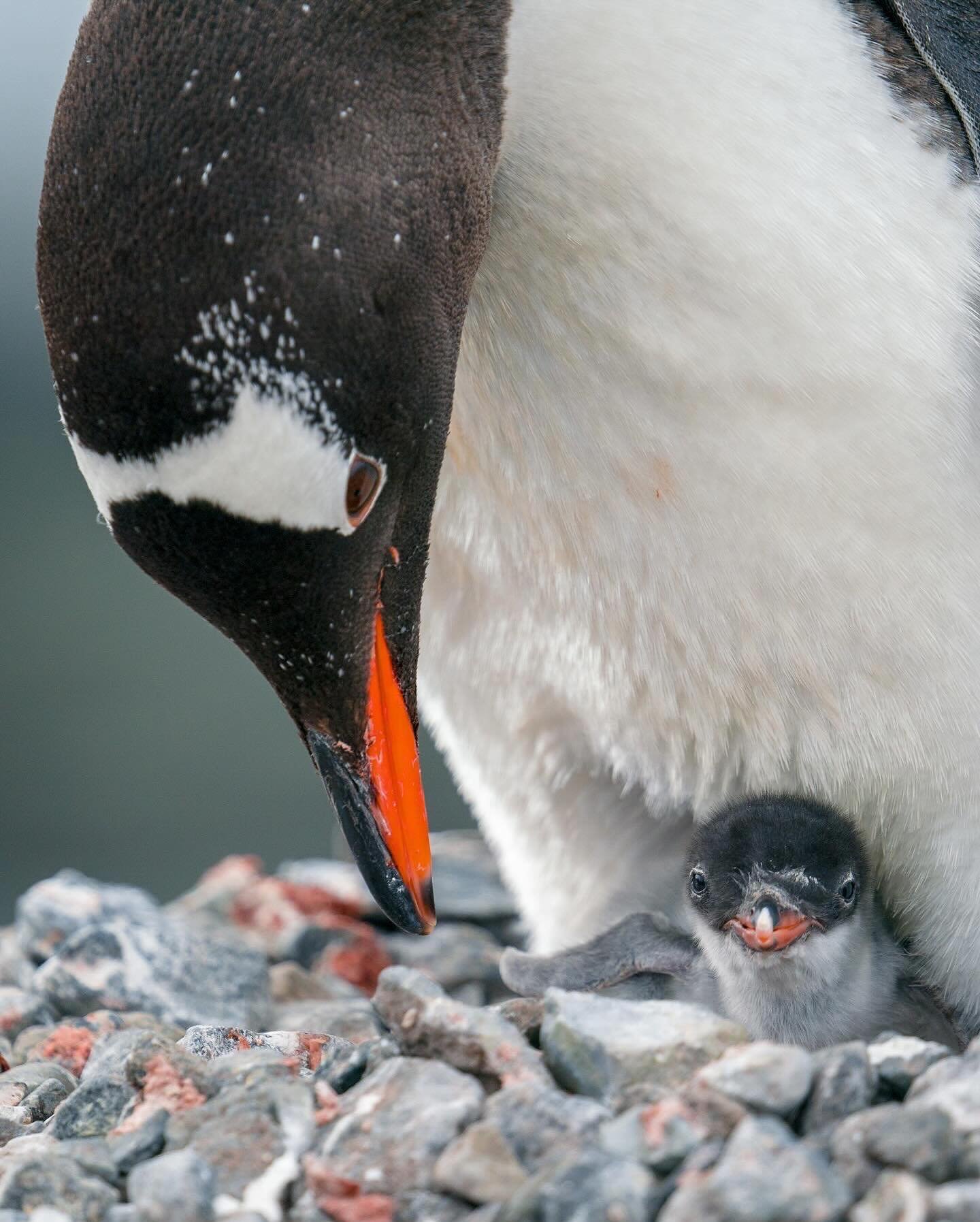 Honestly is there anything cuter than a baby penguin? My version of Valentine&rsquo;s Day 🤍🐧