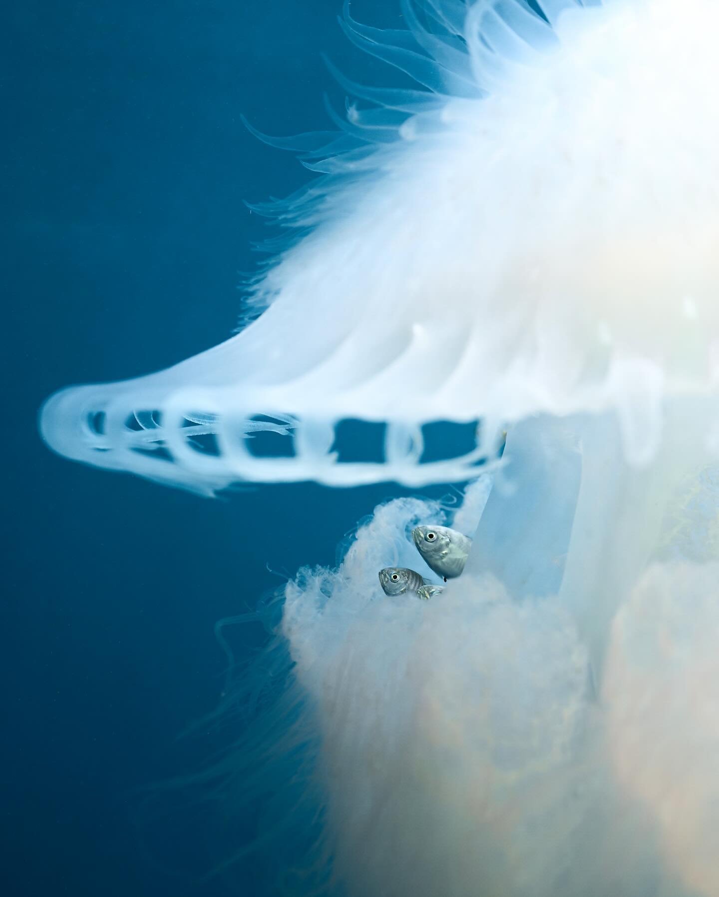 Fish hide beneath the bell of a jellyfish floating off the coast of Thailand. While the abundance of these stinging cnidaria is often overlooked &ndash; especially during the rainy season &ndash; paying closer attention reveals weirdly unique and won
