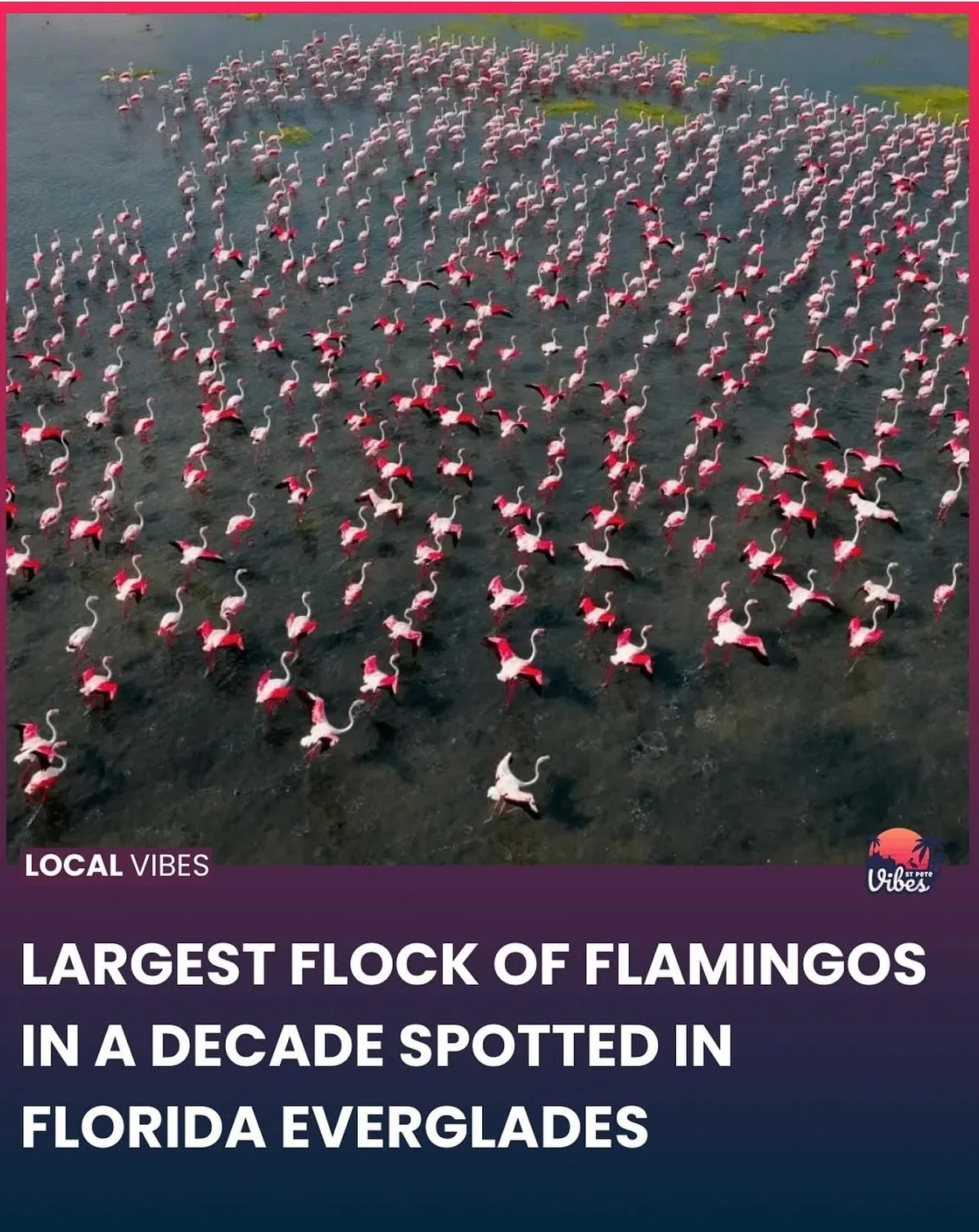 🦩✨ Flamingo fabulous! Hundreds of American flamingos were recently spotted in the Everglades&mdash;the biggest flock seen in South Florida in a decade. 🌅💖

These pink beauties were nearly hunted to extinction in the late 1800s, but thanks to the M