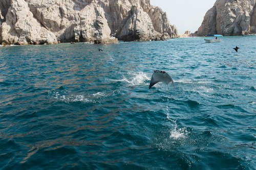 Travel & Tenacity - Cabo - Sea Life.jpeg