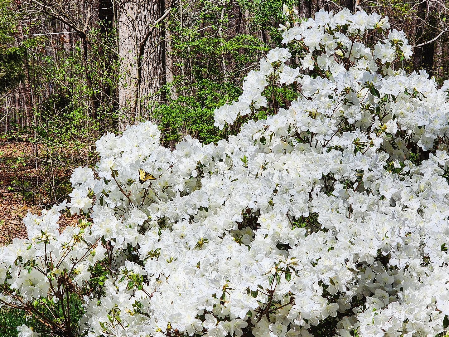 When the azaleas are in full bloom, that means @themasters is about to take place.