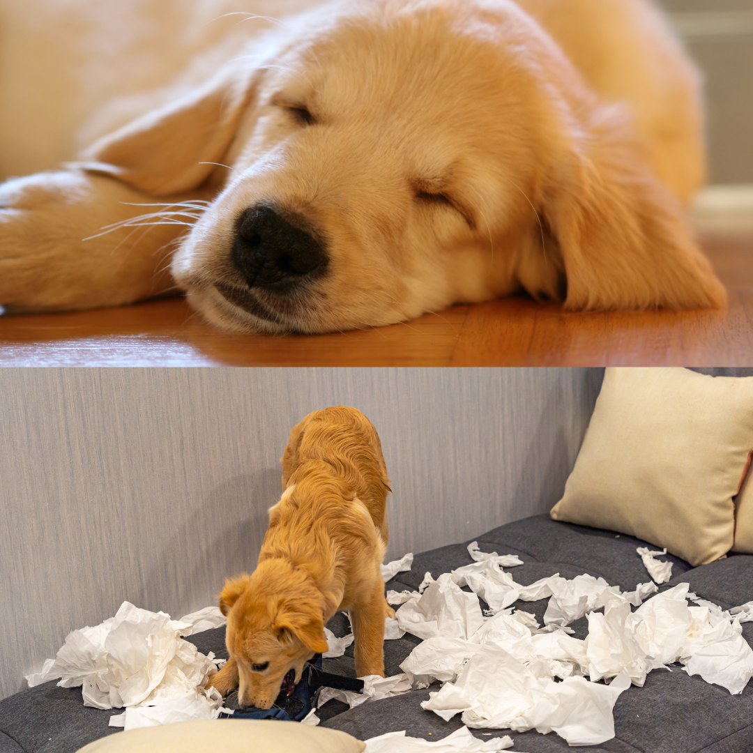 But my puppy used to follow me around… — Casa Luna Canines. Dog ...