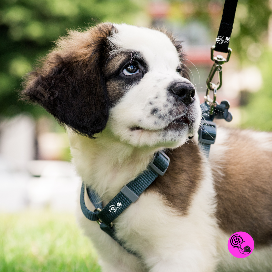 a small puppy on a harness and leash looking back like it's checking in with their owner