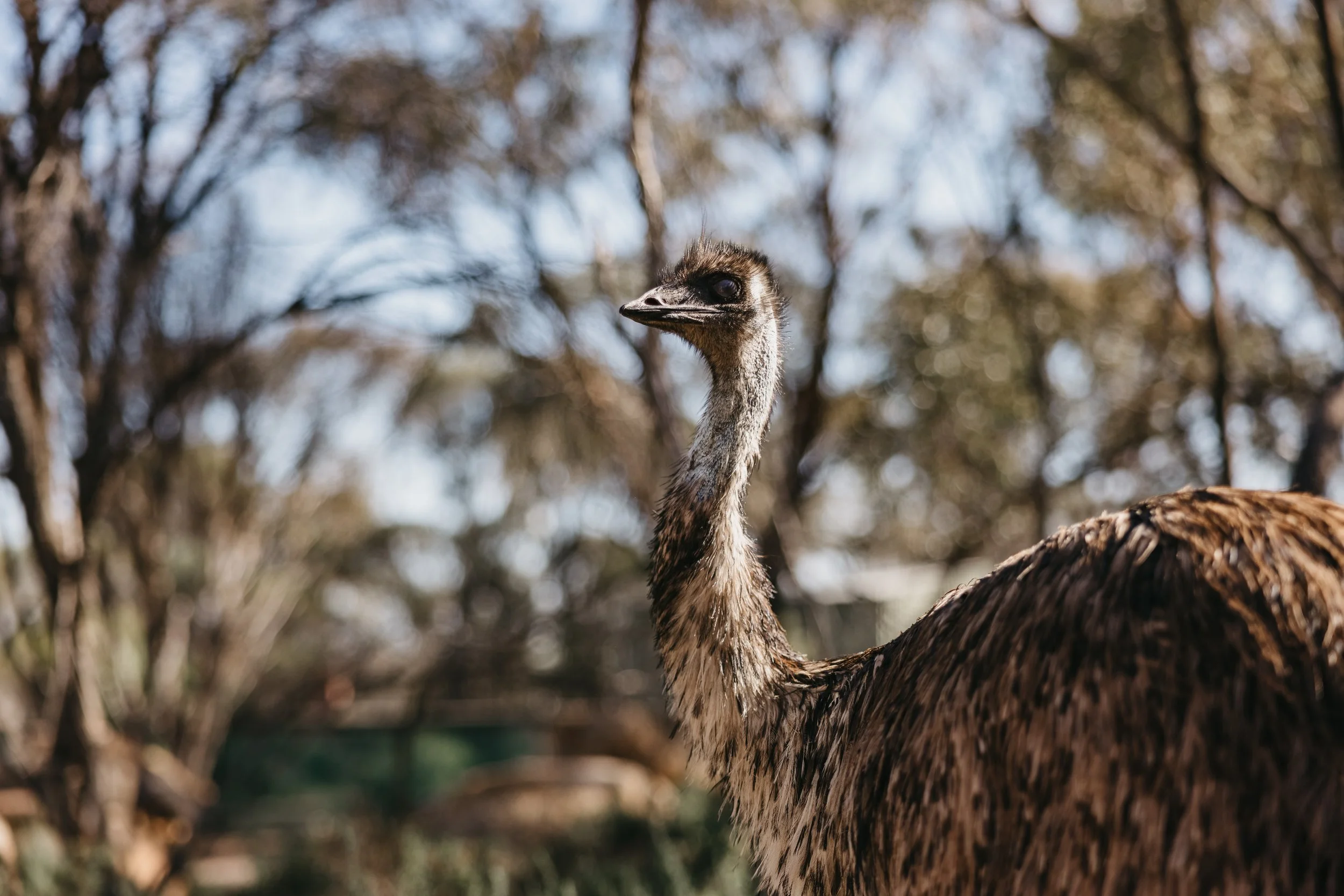 Emu 