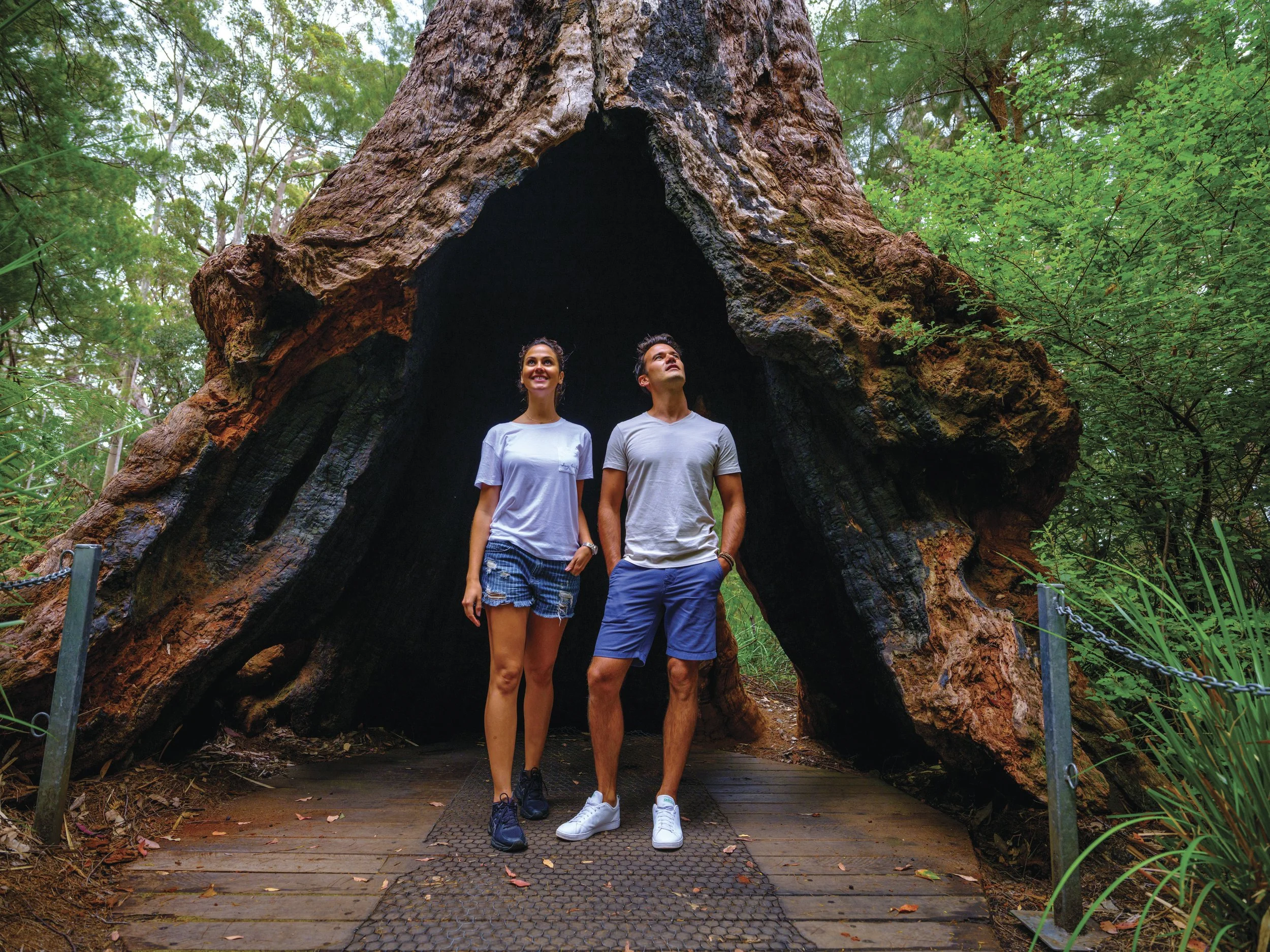 Valley of the Giants Tree top Walk, visit this tourist destination with Australian Pinnacle Tours