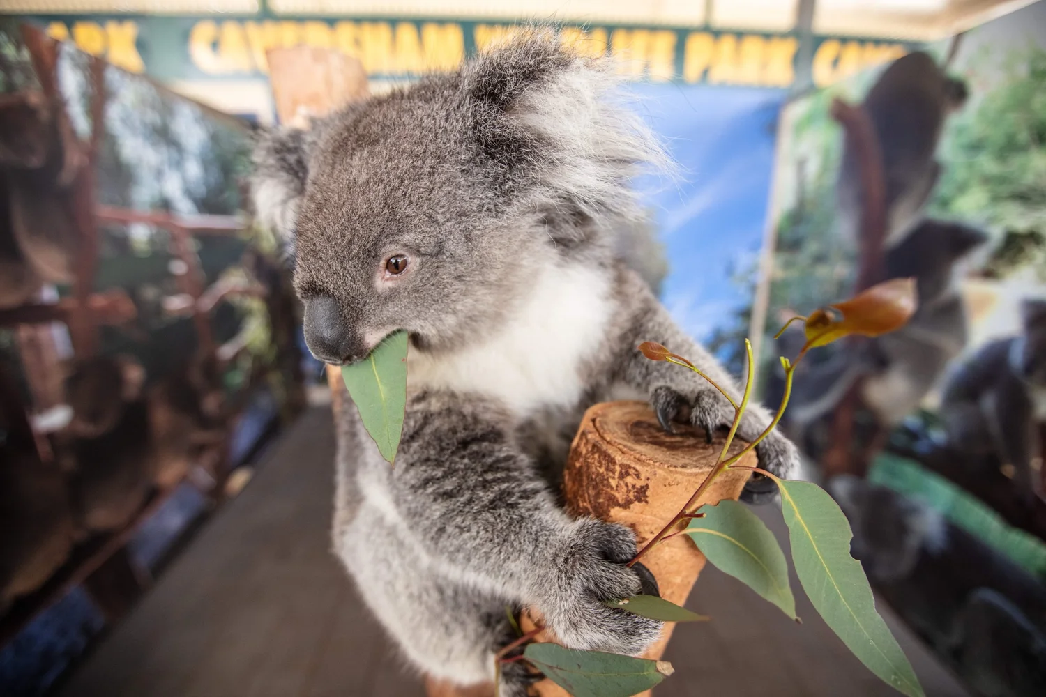 ピナクルズ・動物公園・4WD砂丘アドベンチャー — ツアー写真 3