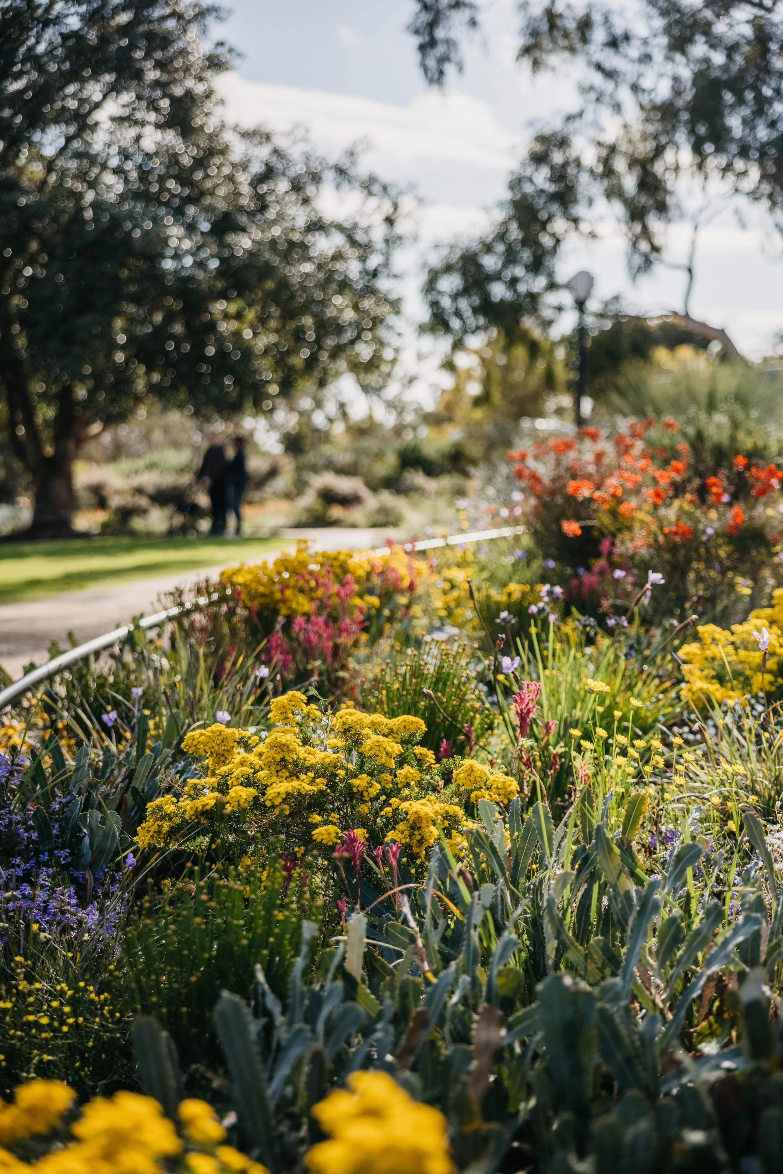 Beautiful wildflowers in Kings Park that tourist will see while joining a day tour to Perth and Fremantle
