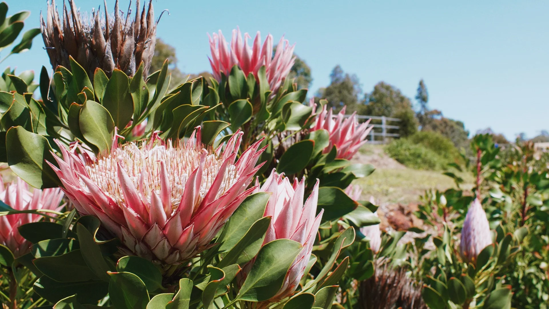 wa wildflower tour