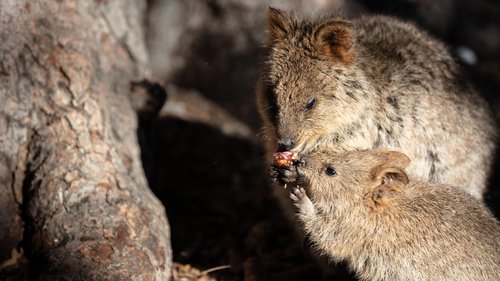 Quokkas (2)-min.jpg