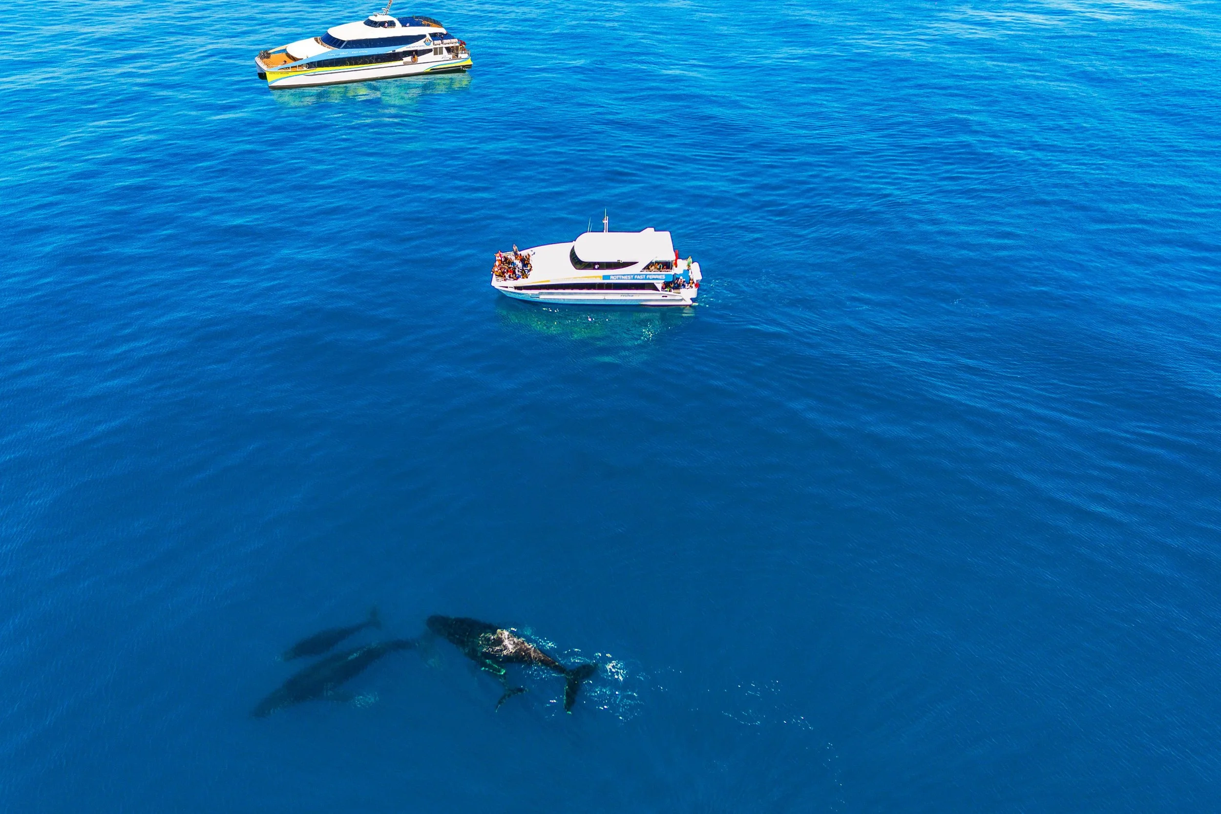 Whale Watching.jpg