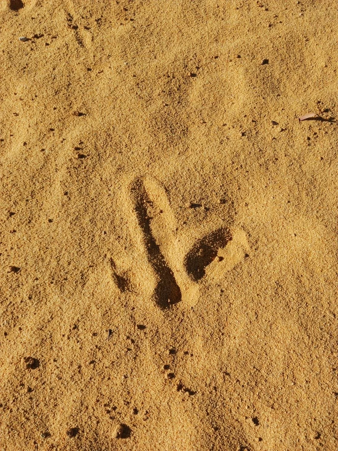 EMU FOOT PRINT.JPG
