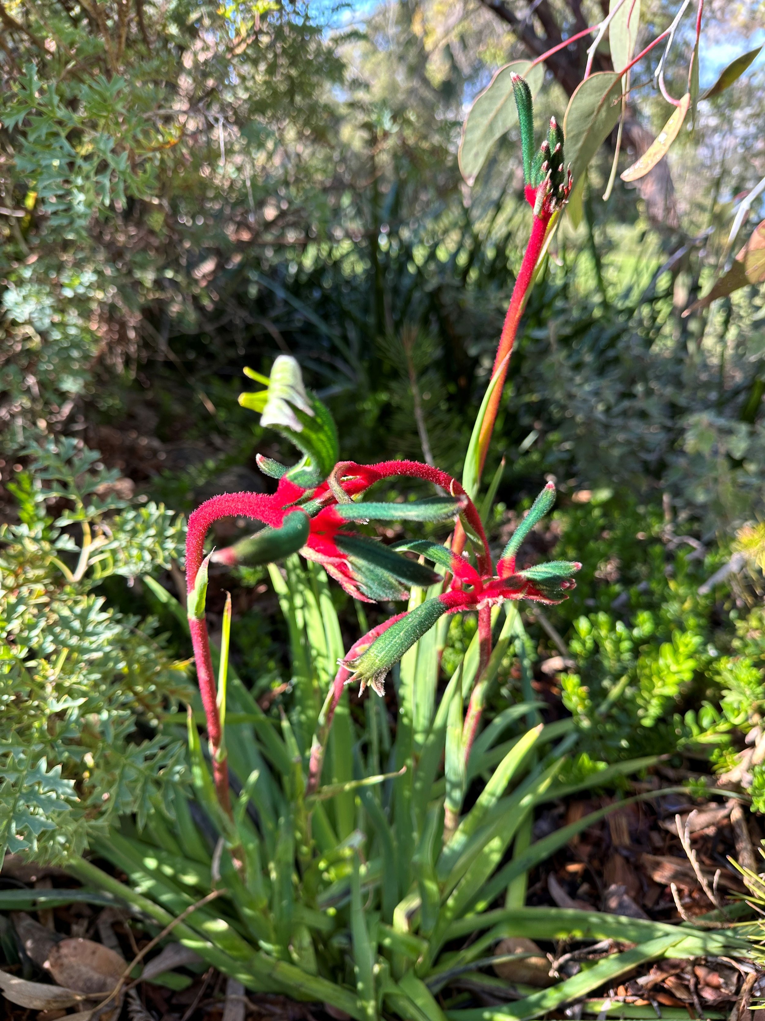 kangaroo paw.JPG