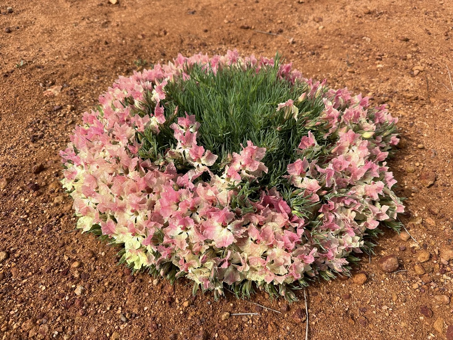 初恋草の名前で知られていますが、
よくリースフラワーと呼ばれています🌸💐

💐: #リースレシュノールティア - #wreathleschenaultia 

リースのように放射線状に茎を伸ばし美しい花を咲かせます✨
#パース 近郊では自生していないのでこちらはキングスパークでも
見ることが出来ません。
あまりの美しさから【幻のお花】とも呼ばれています😊💐

パースから北に約454kmの #pindar という場所に
#リースフラワー スポットがあるので訪れました🚙
もう会えた時の感