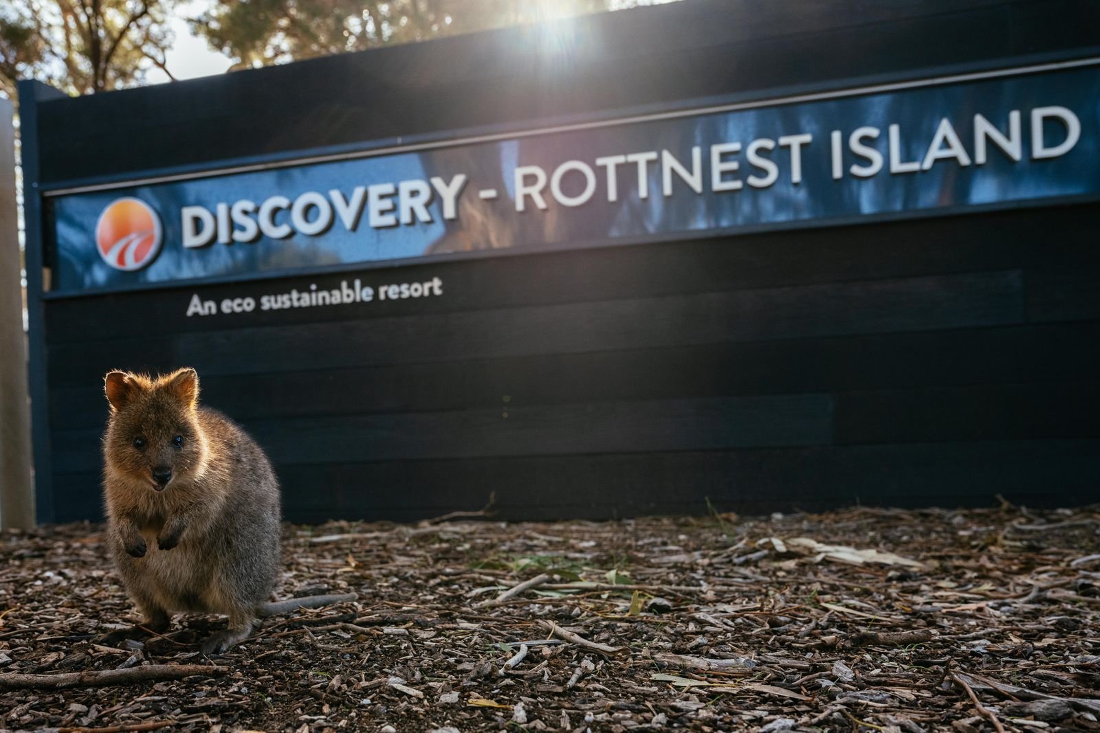 DSI Quokka.jpg