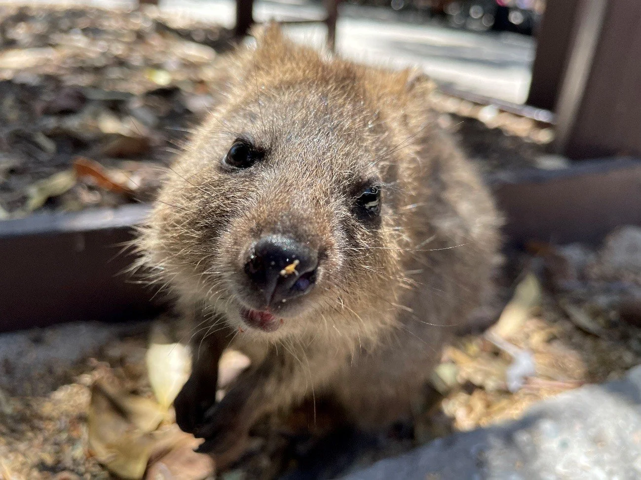 寺田桃子quokka.jpg