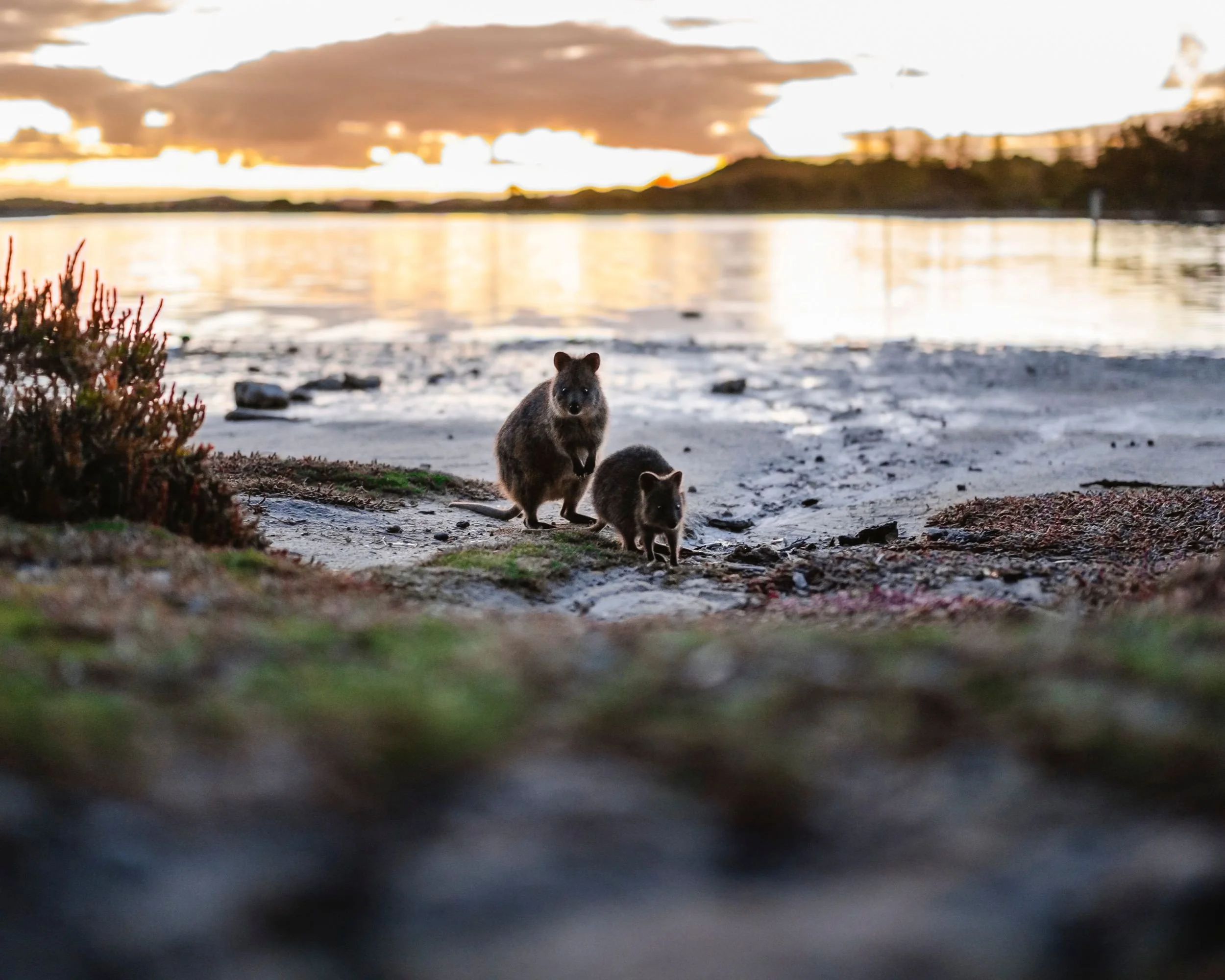 Quokka RIA.jpg