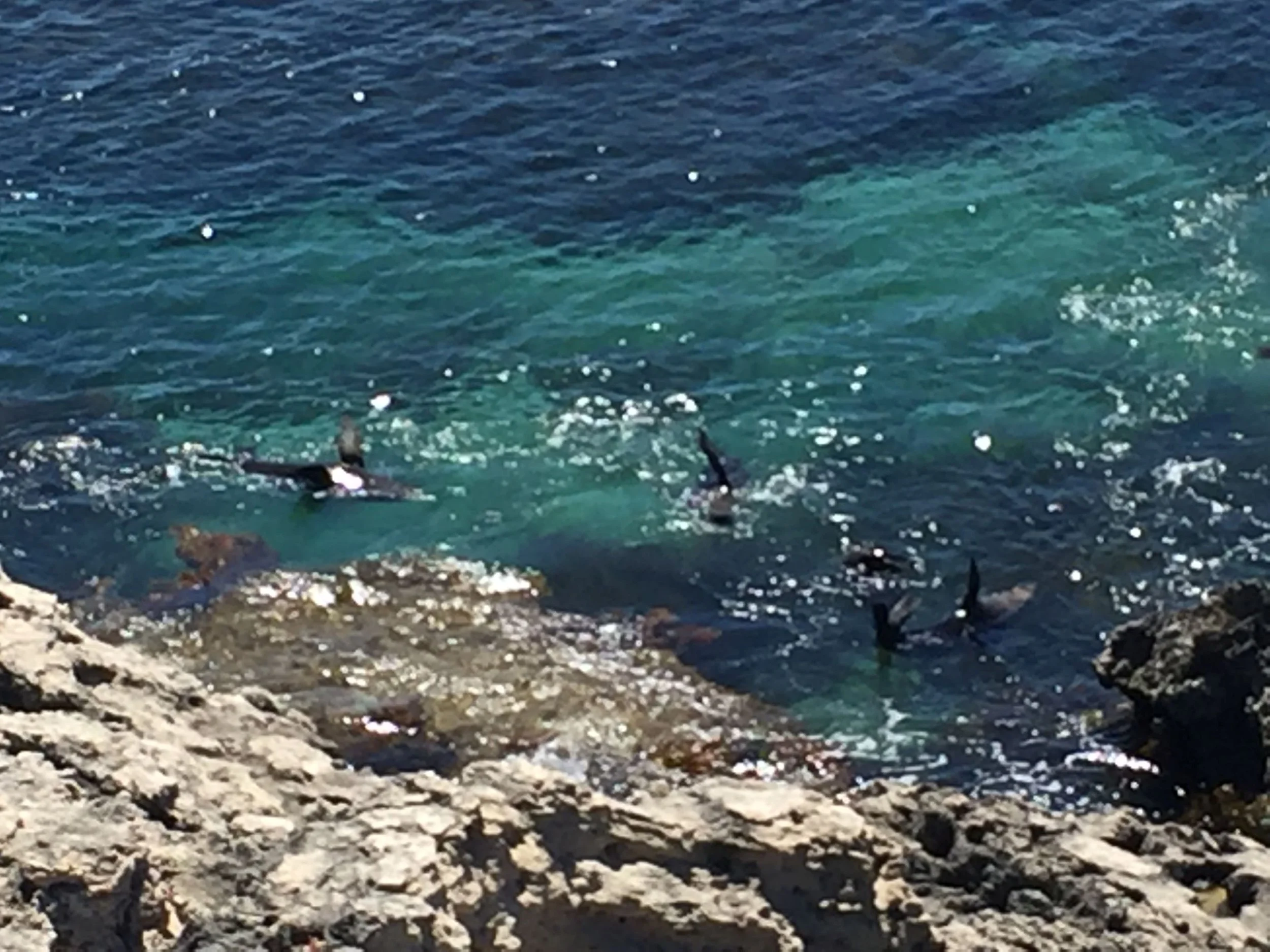 Group Seals West End_blurry (2).JPG