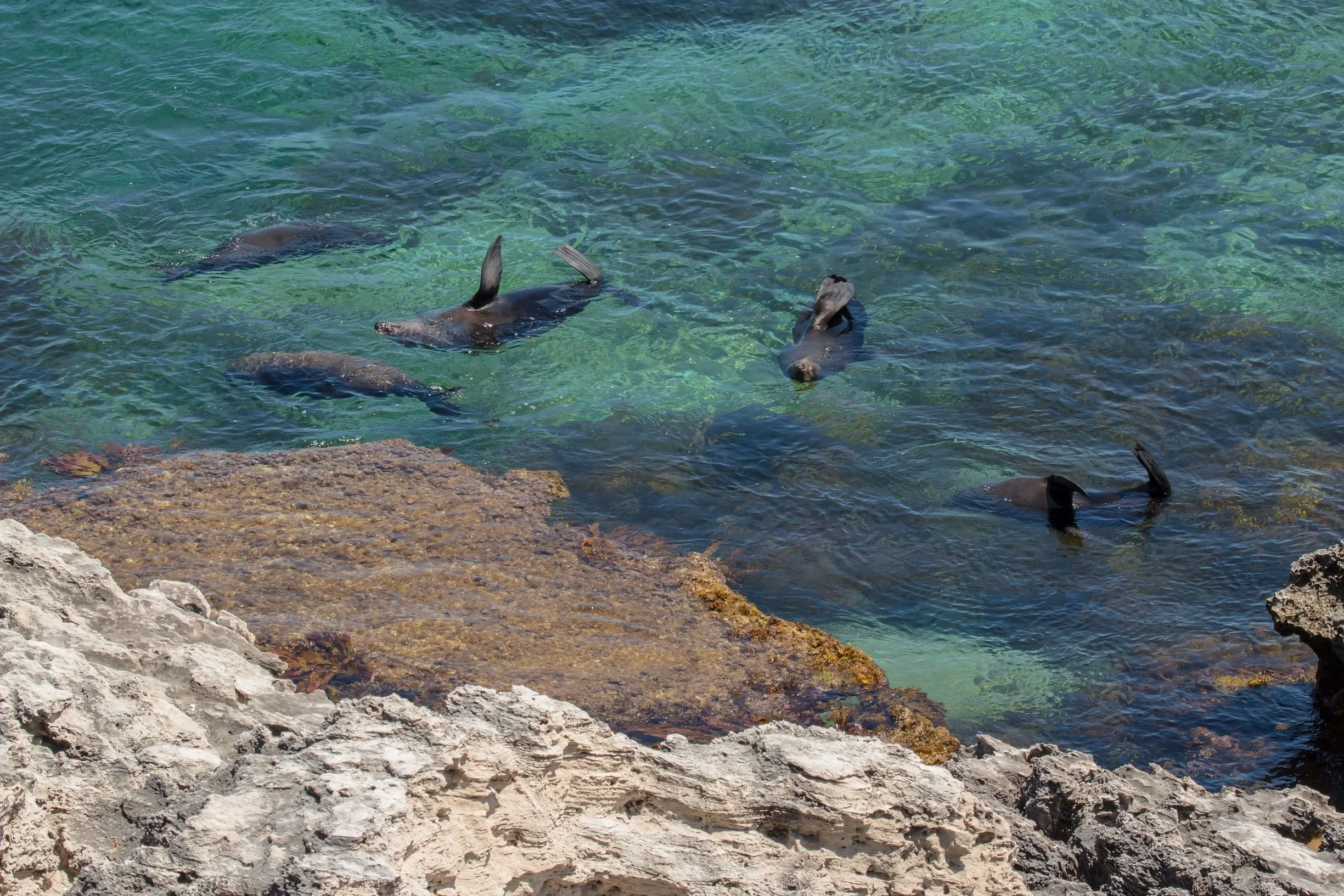 Cathedral Rocks Seals RIA.jpg