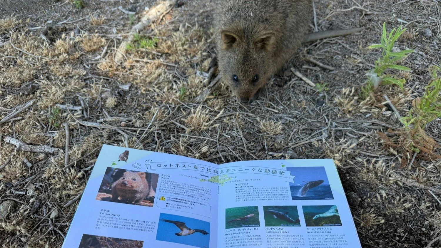 RFF guidebook2 v2.JPG