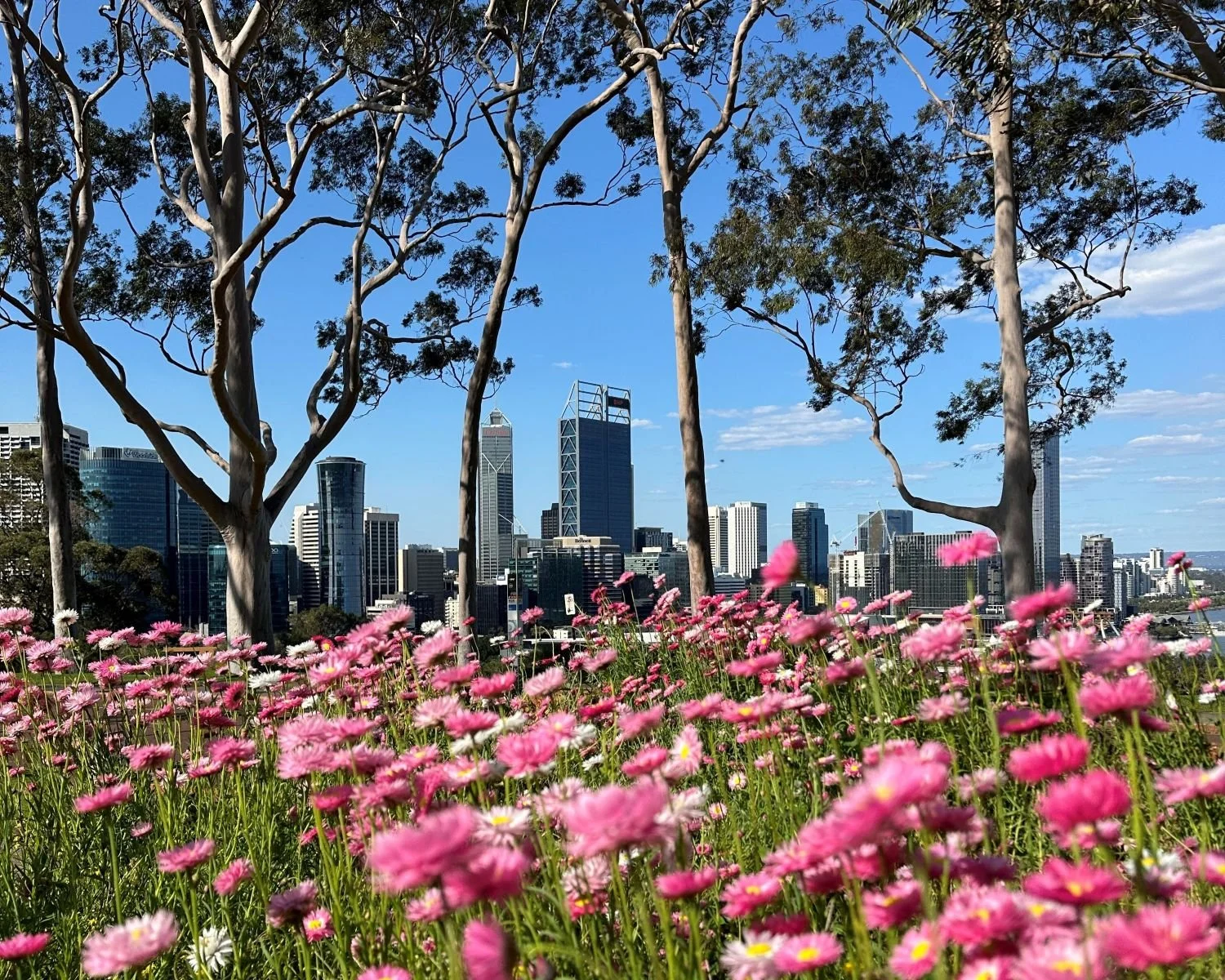 キングスパーク ワイルドフラワーおまかせウォーキングツアー（ET-WT-KIN-OMA）