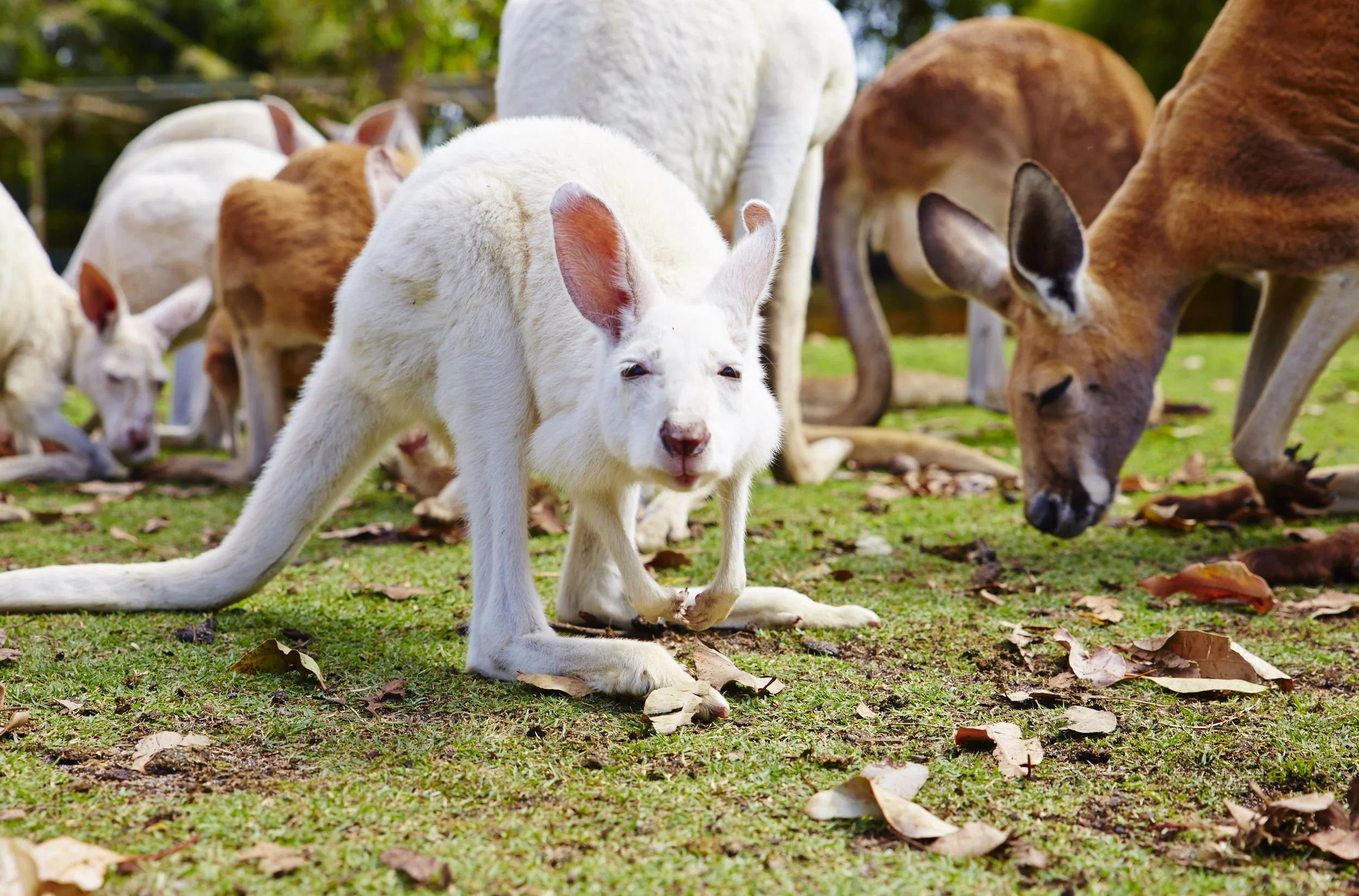 Your Essential Guide to Caversham Wildlife Park