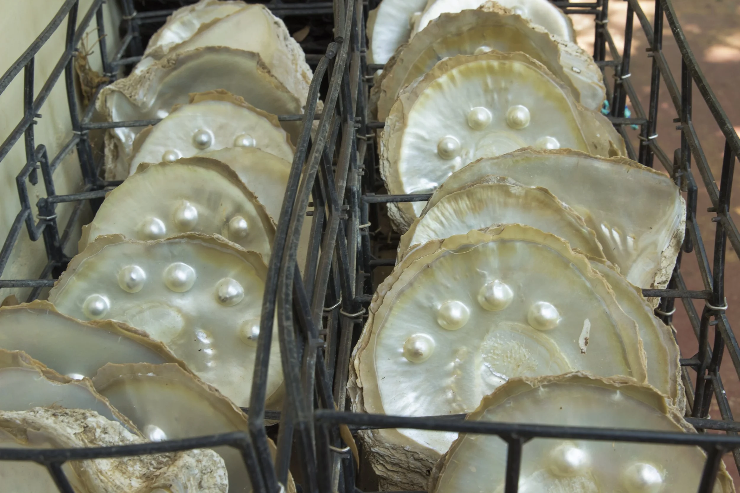 Pearl shells at Cygnet Bay Pearl Farm, Broome