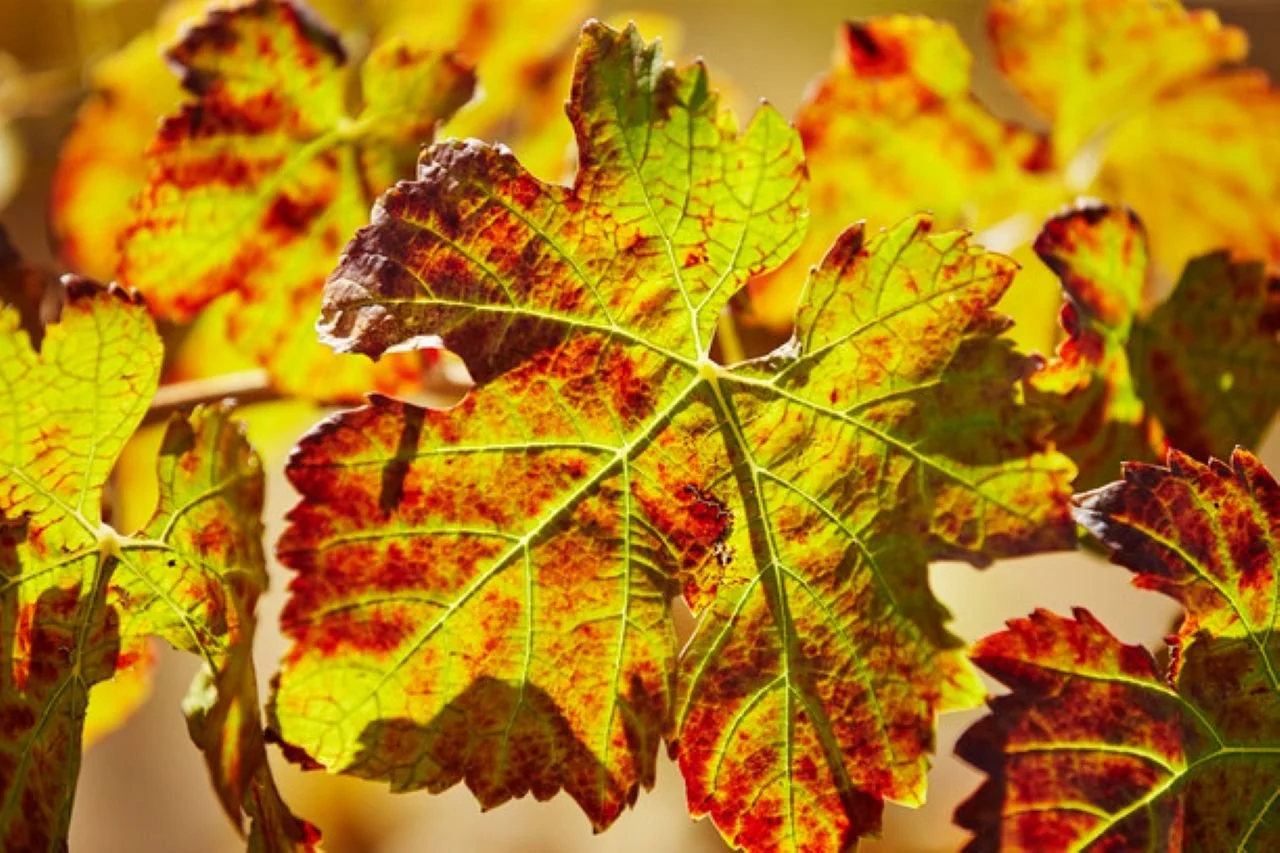 116082-4 TWA Swan Valley vineyards.jpg