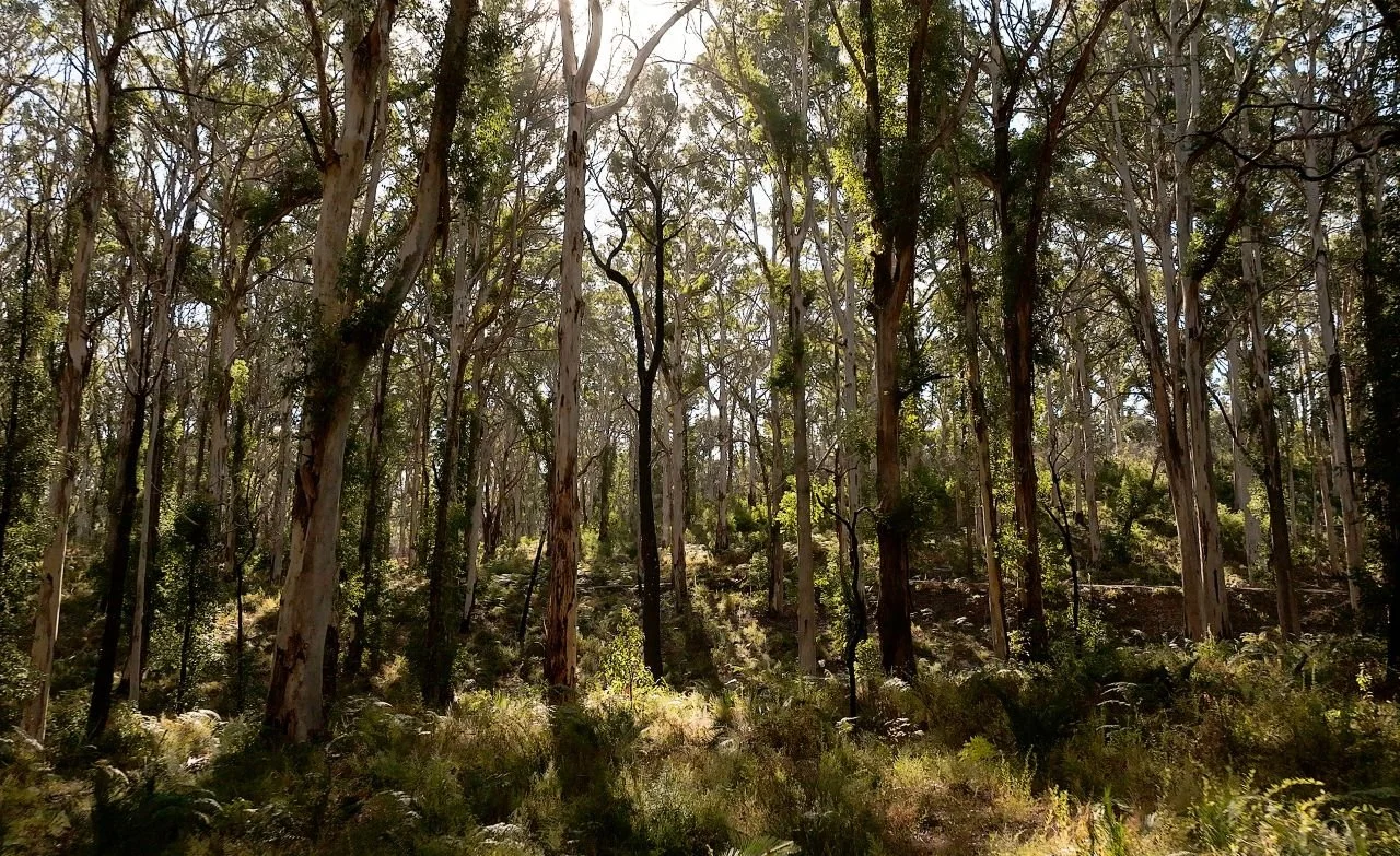 129326-137 TWA Boranup Forest.jpg