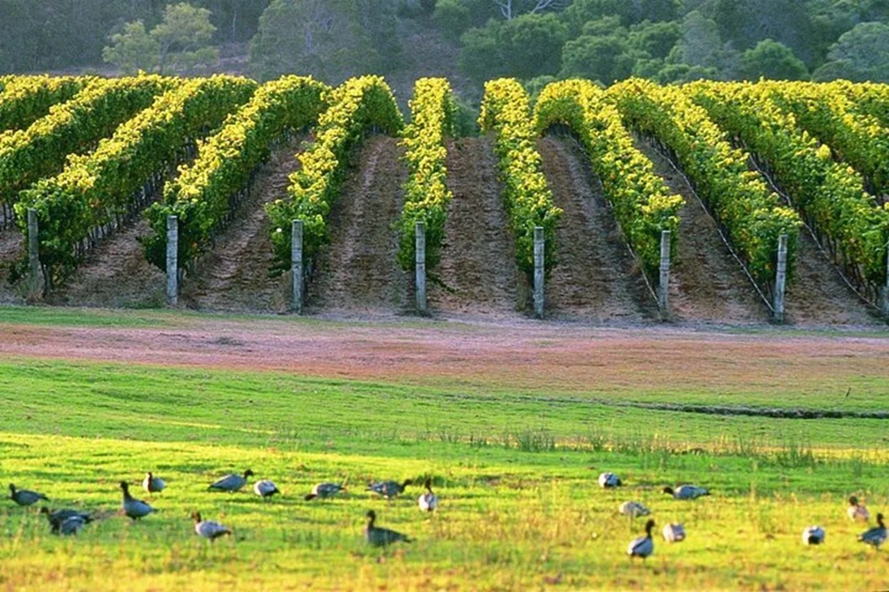Vineyard in Margaret River with ducks roaming the vines