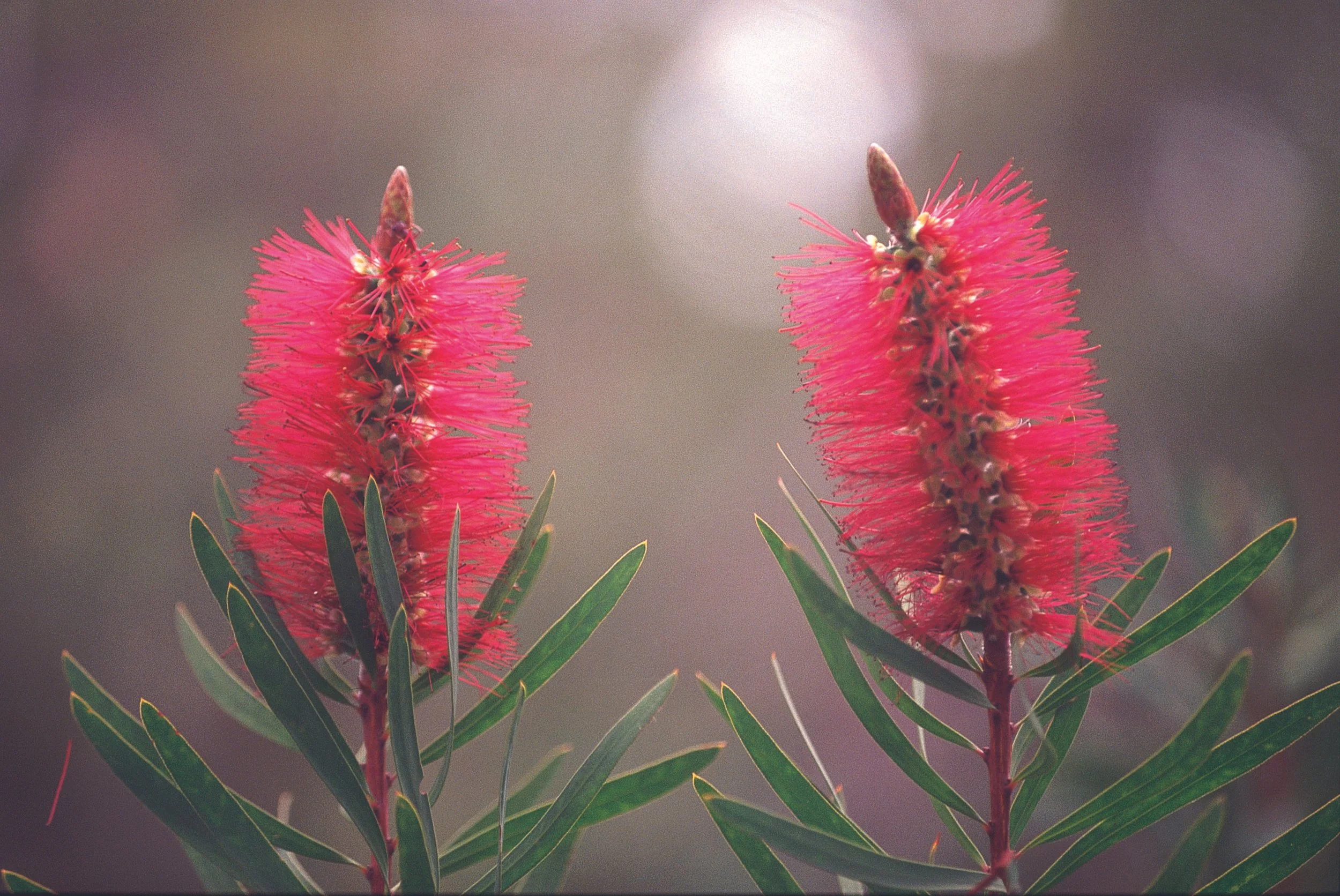 Albany Bottlebrush (Credit TWA).jpg