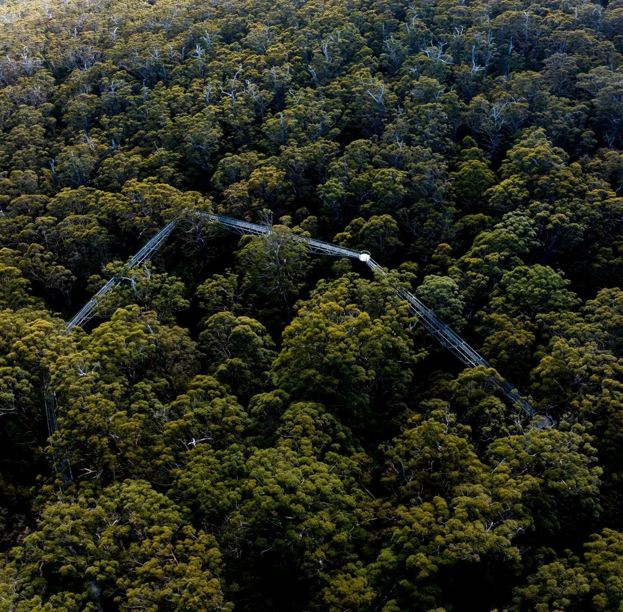 128934-3 TWA Tree Top Walk.jpg