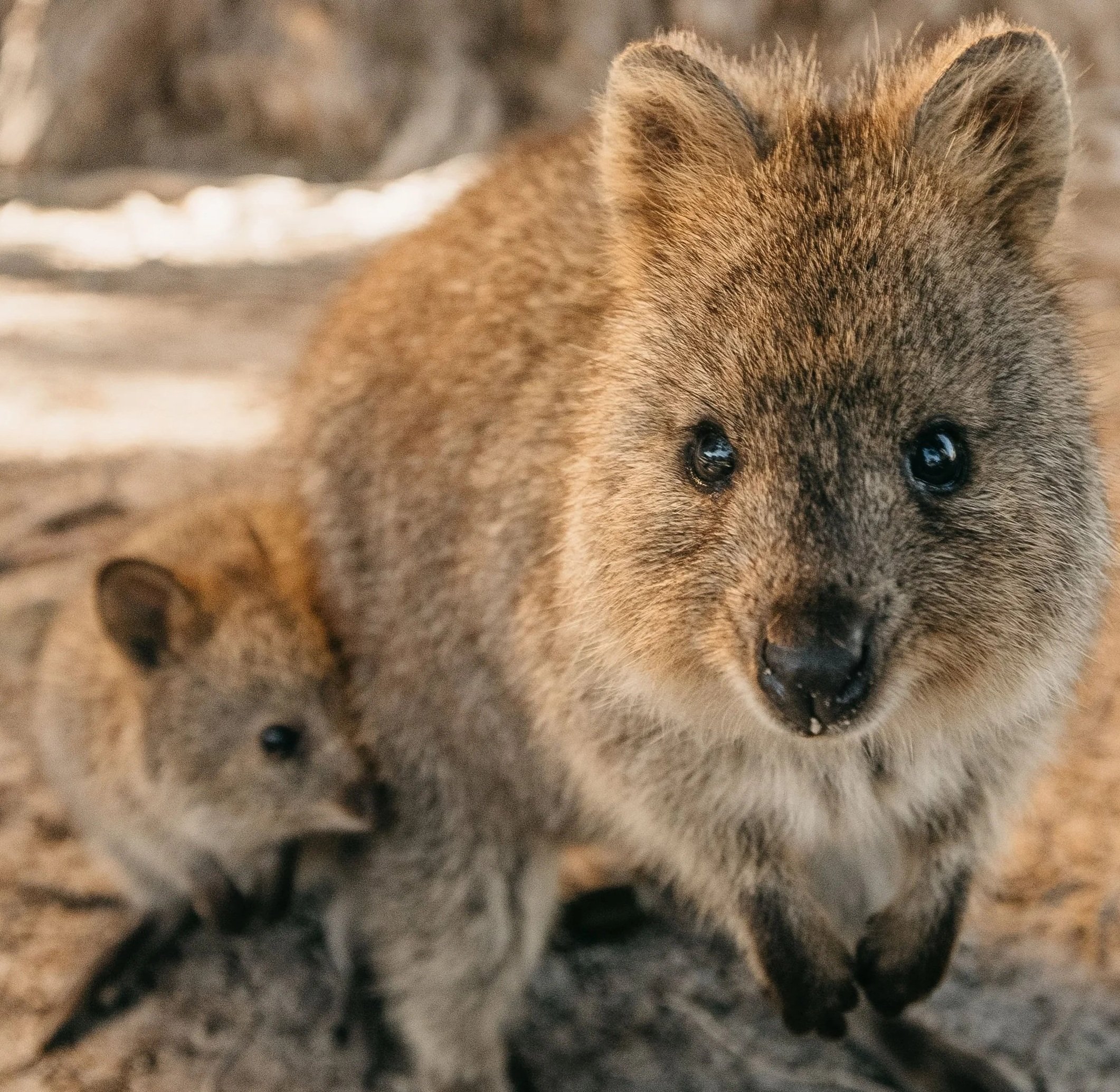 quokka and joey.jpg
