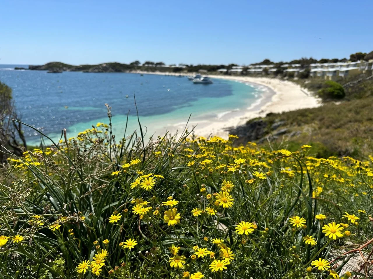 Coastal Groundsel.jpg