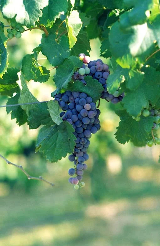 Grapes on Vine.jpg