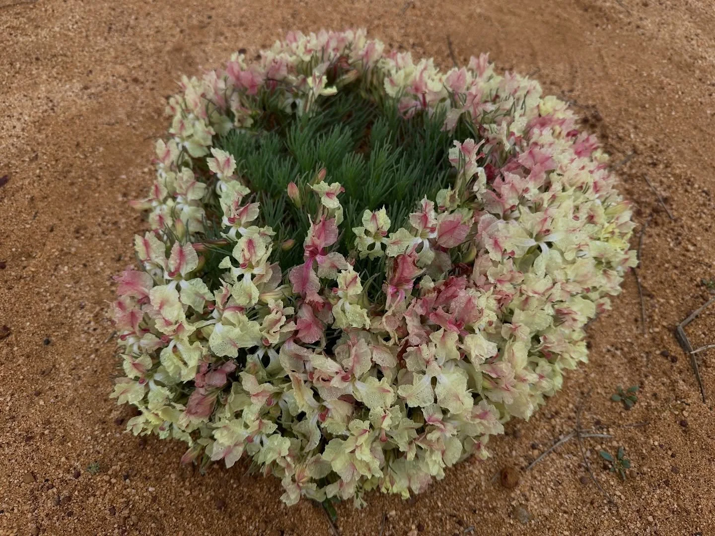 今日は #地球の日 🌏✨

西オーストラリアは、ワイルドフラワーの宝庫です💐
この土地でしか出会えない固有の花々が、
広大な自然の中で力強く咲き誇ります😊🌸🌼

これからもこの美しさを日本の皆様にお届けしていきます✨

#EarthDay #WesternAustralia #Wildflowers