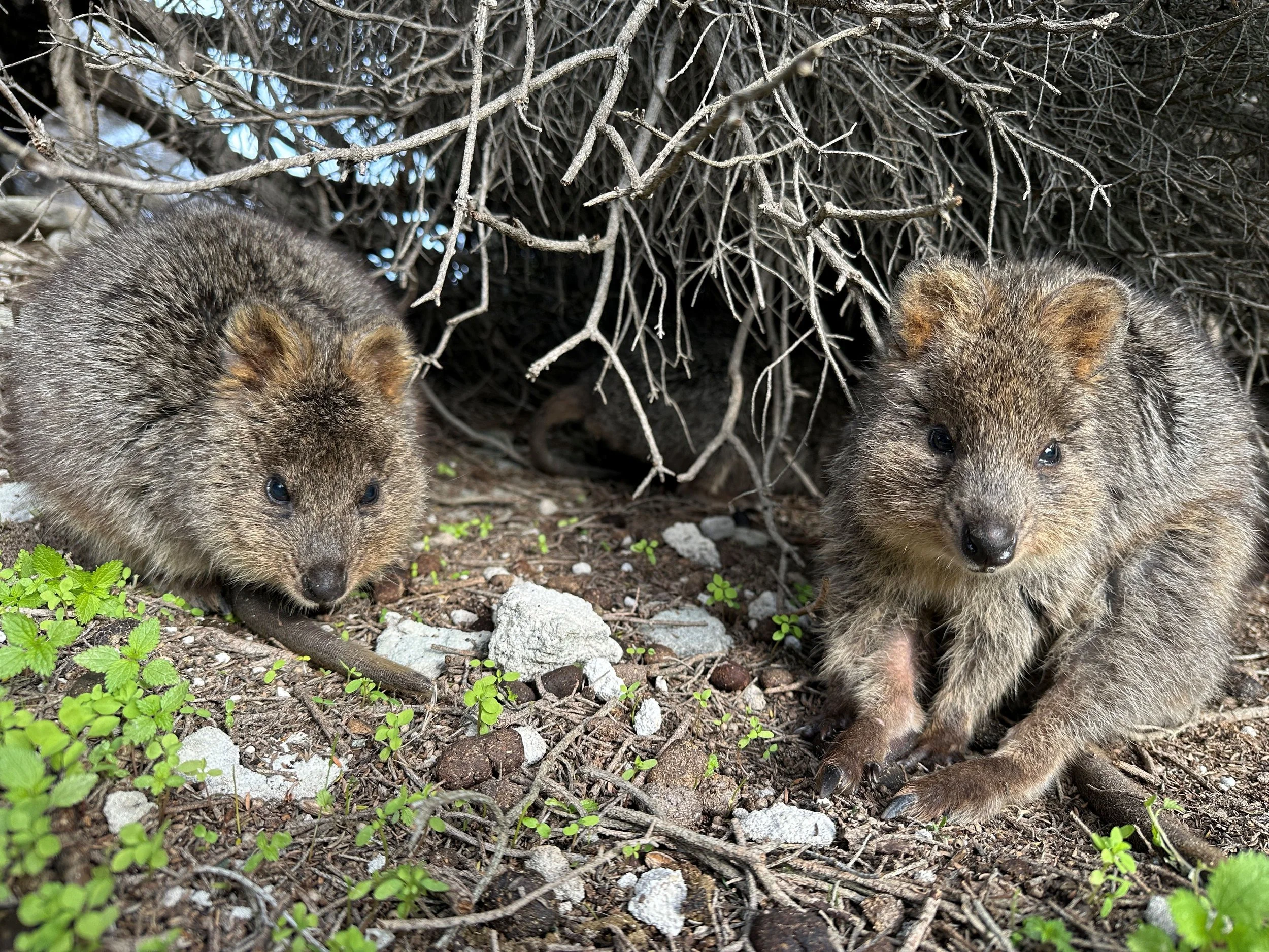 Quokka gardenlake2.JPG