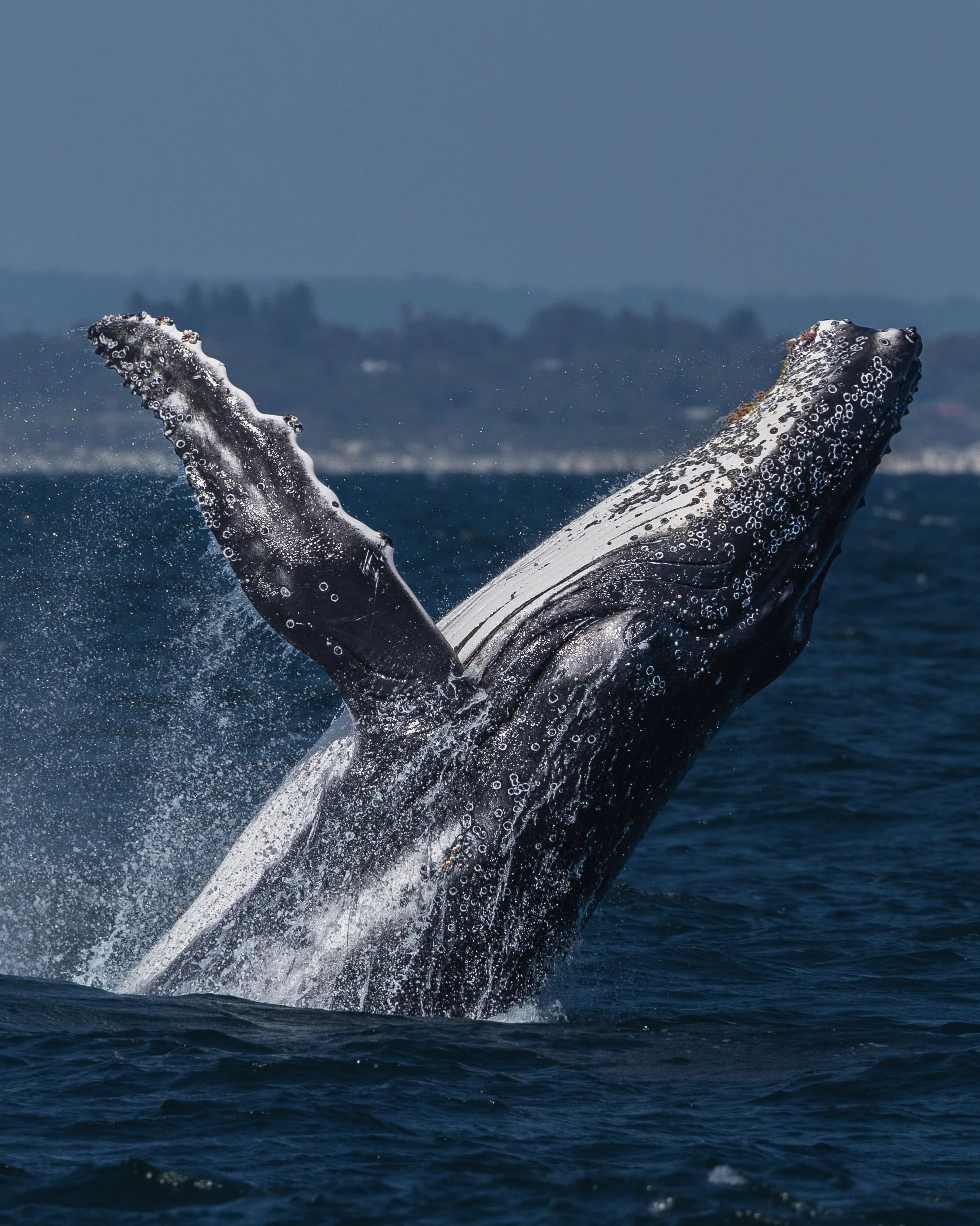 Happy World Ocean Day!💙

西オーストラリアは、世界でも有数の海洋生物の宝庫です✨

ロットネスト島周辺ではアシカやイルカに出会えることも🐬🦭

そして8月末からホエールウォッチングシーズンでは、
雄大なザトウクジラたちの姿を間近で観察できます🐋✨

📸: @sunrise_searcher 🐋✨

#Worldoceanday #whales #australiansealions