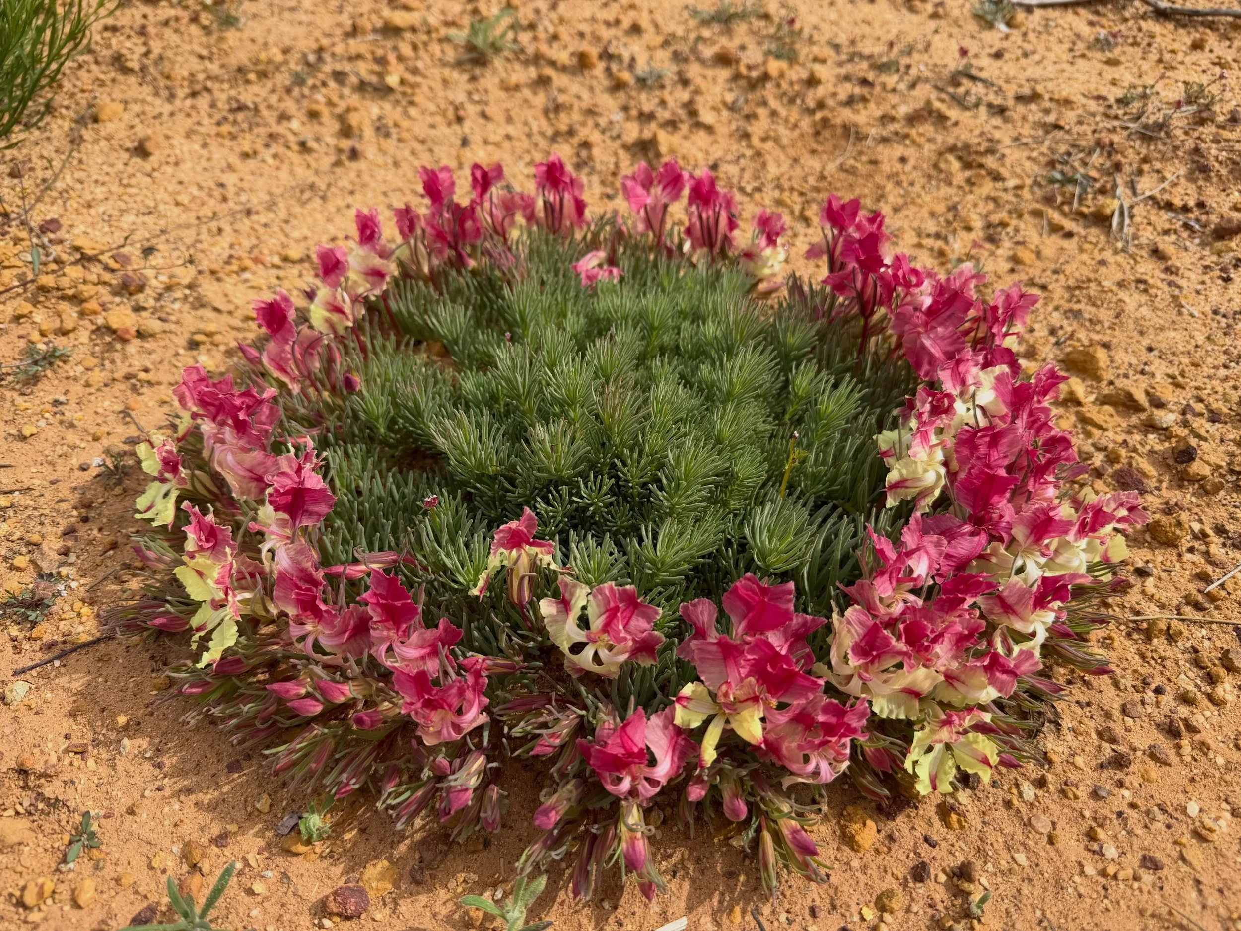 正式名はWreath Leschenaultia（リース・レシュノルティア）、
学名は Lechenaultia macrantha🌸
西オーストラリア州固有の植物で、
地面に沿って丸いリースのような形に成長することから
Wreath Flowerと呼ばれています✨
西オーストラリア州でしか見れないお花です🩷🥰

自然豊かな森というより、
砂利道の道路脇や乱された地面に群生しています👀

#Wreathflower #リースフラワー #ワイルドフラワー