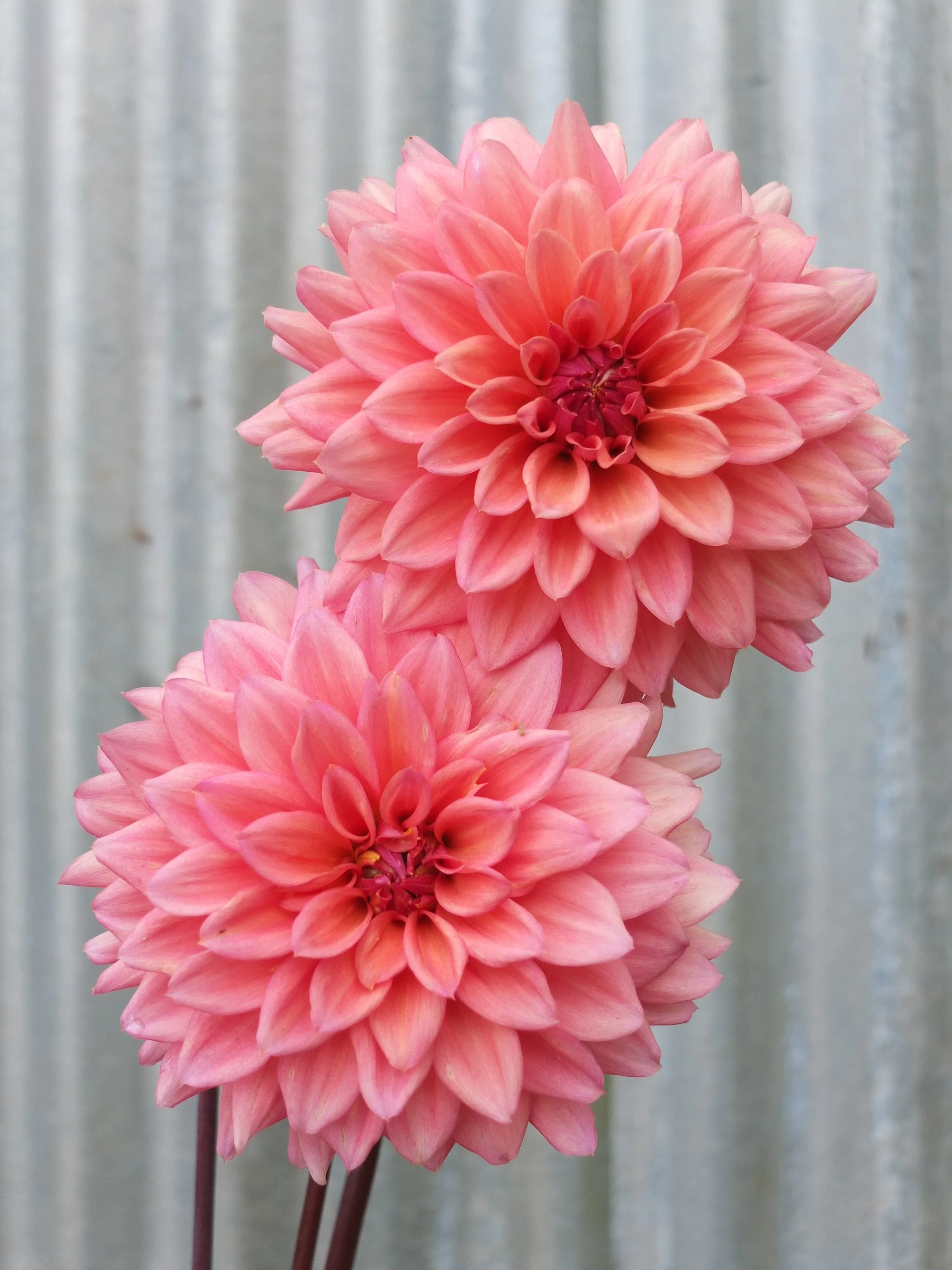 “African Peach” Dahlia Tuber — Floralful Flowers