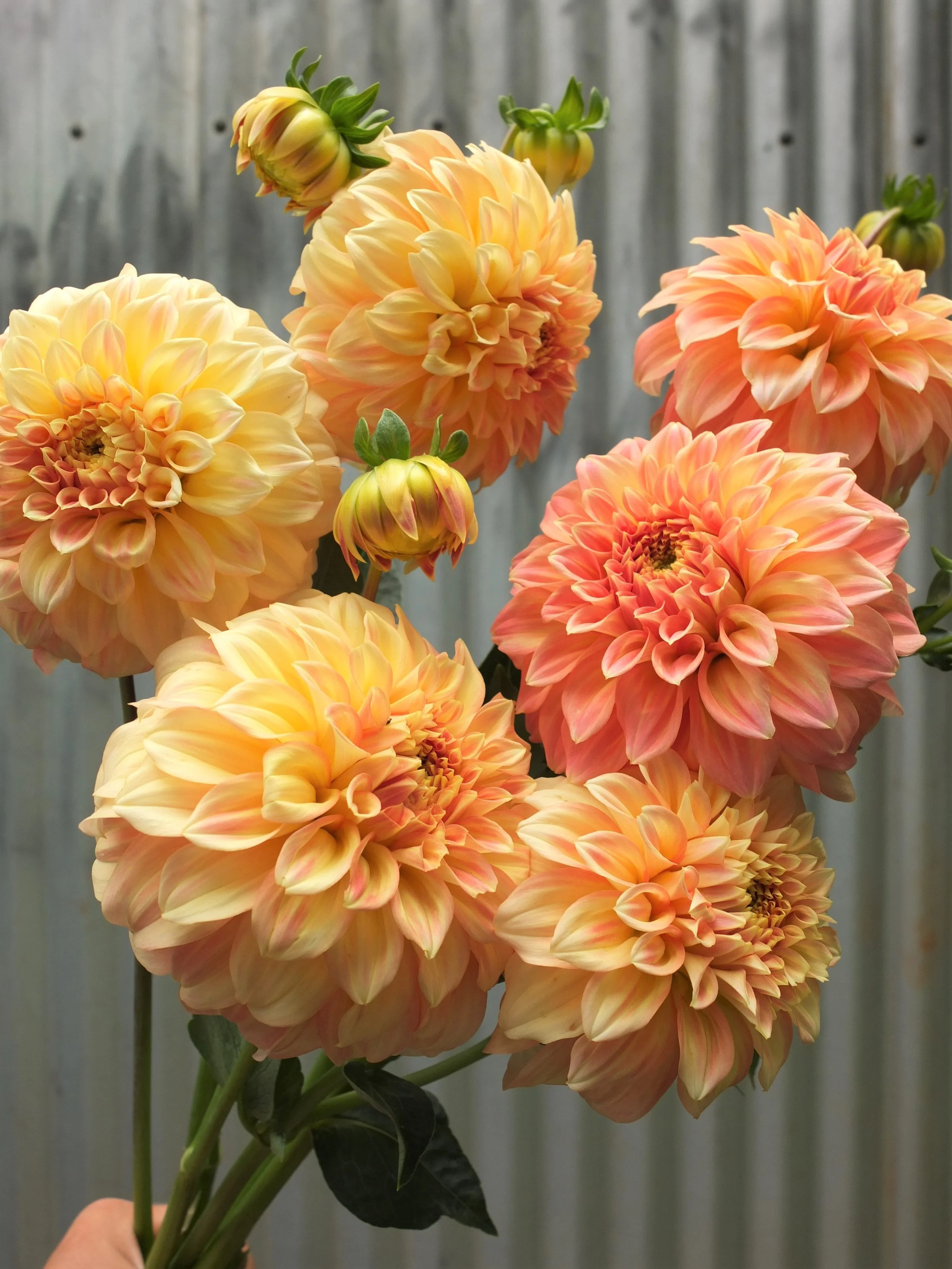 Bracken Sarah Dahlia Tuber Floralful Flowers Bracken Sarah Dahlia Tuber Floralful Flowers