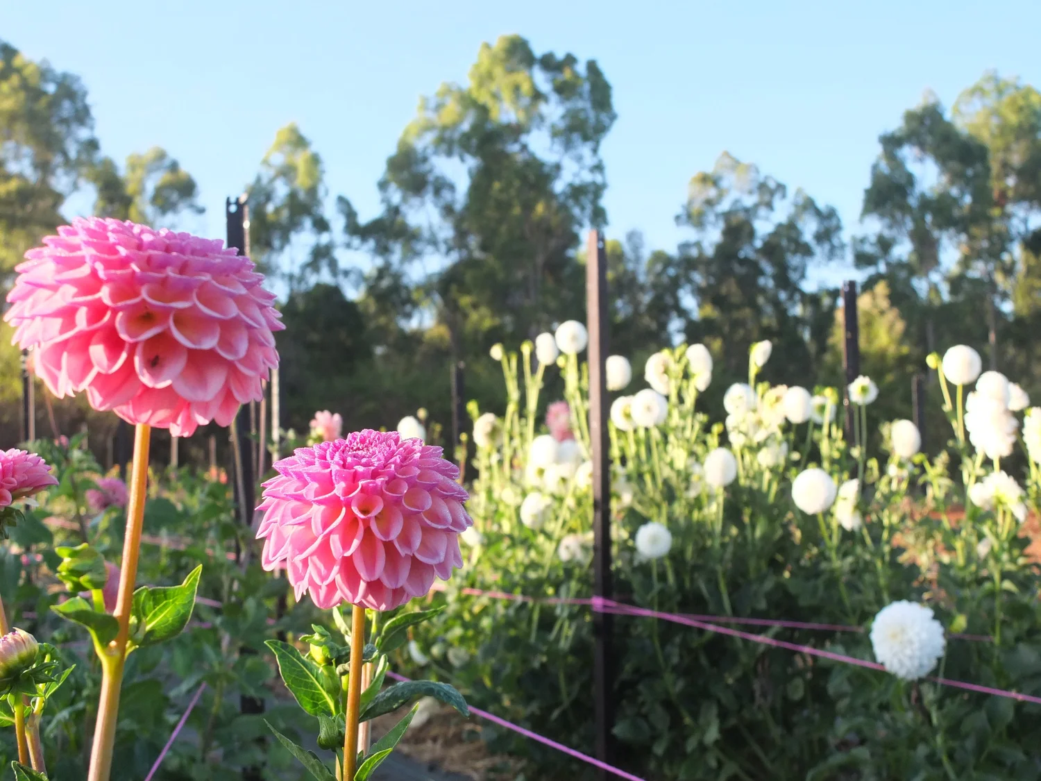 Dahlias — Floralful Flowers