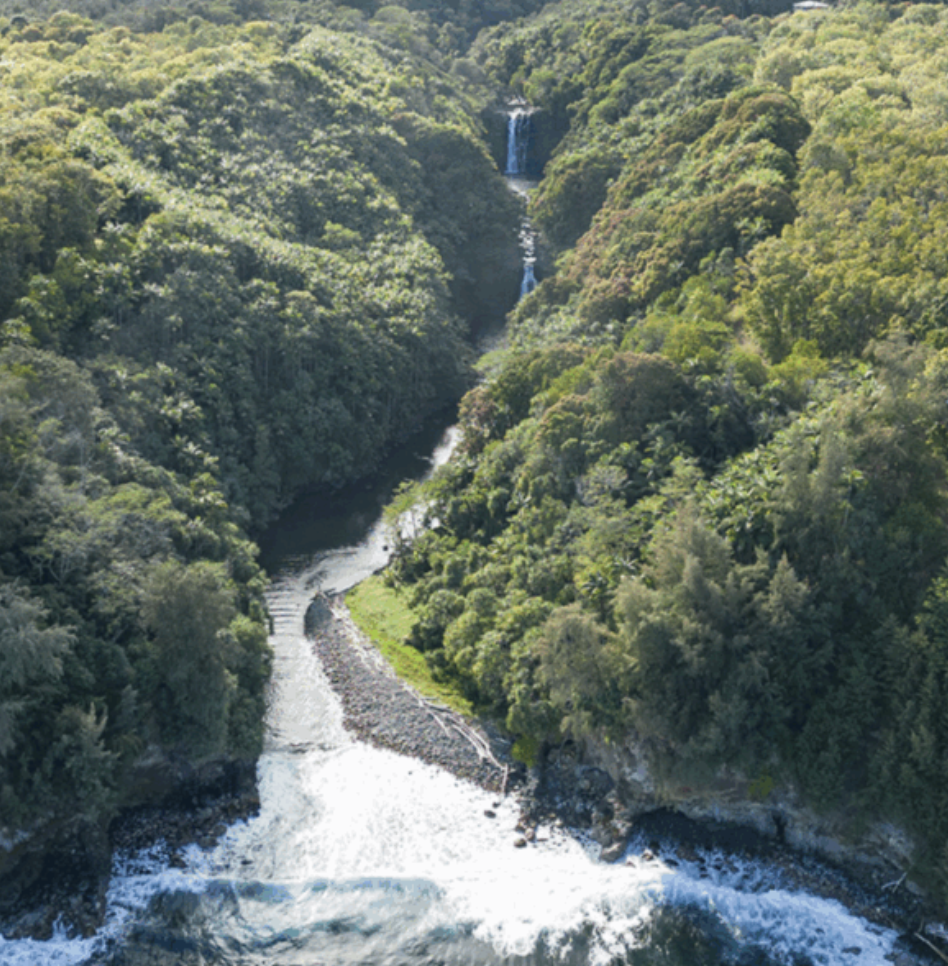 This Lush Big Island Estuary Has Just Been Saved