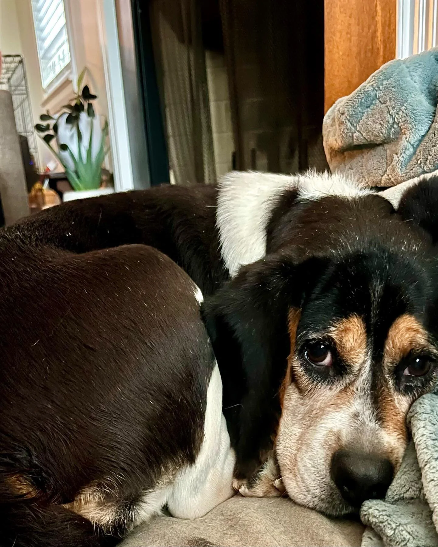✨Daisy update!✨
A HUGE thank you to everyone (near & far) who donated to Daisy’s fundraiser & helped support her along the way!🥹
Daisy had a successful surgery today & she should be feeling much better once she’s healed. 
?