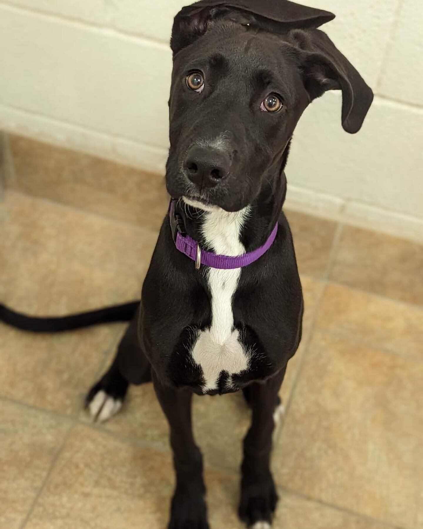 ✨Calling All Foster Families!✨

We have quite a few Misfits in need of foster placement right now &amp; we need your help! 

Meet ALASKA!🫶
(Great Dane Mix) 

Our newest Misfit is 5 months old, spayed, up to date on age appropriate vaccines, &amp; re