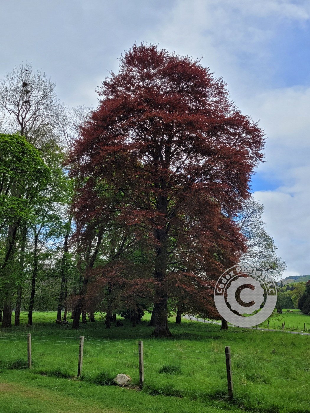 Trees5613